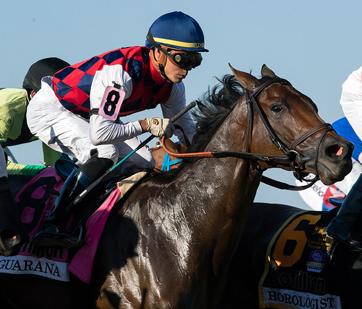 Guarana finishes second in the 2019 Cotillion Stakes at Parx Racing