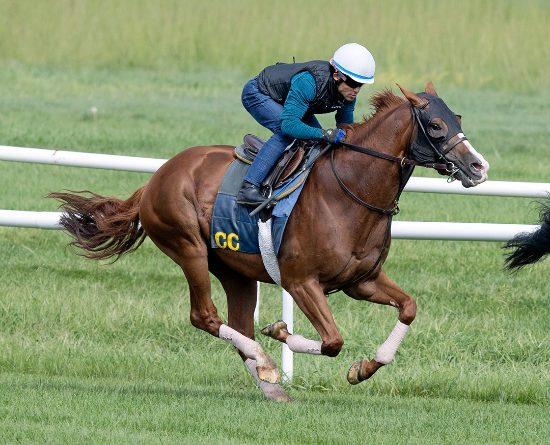 Gufo trains at Saratoga Race Course on Aug. 13