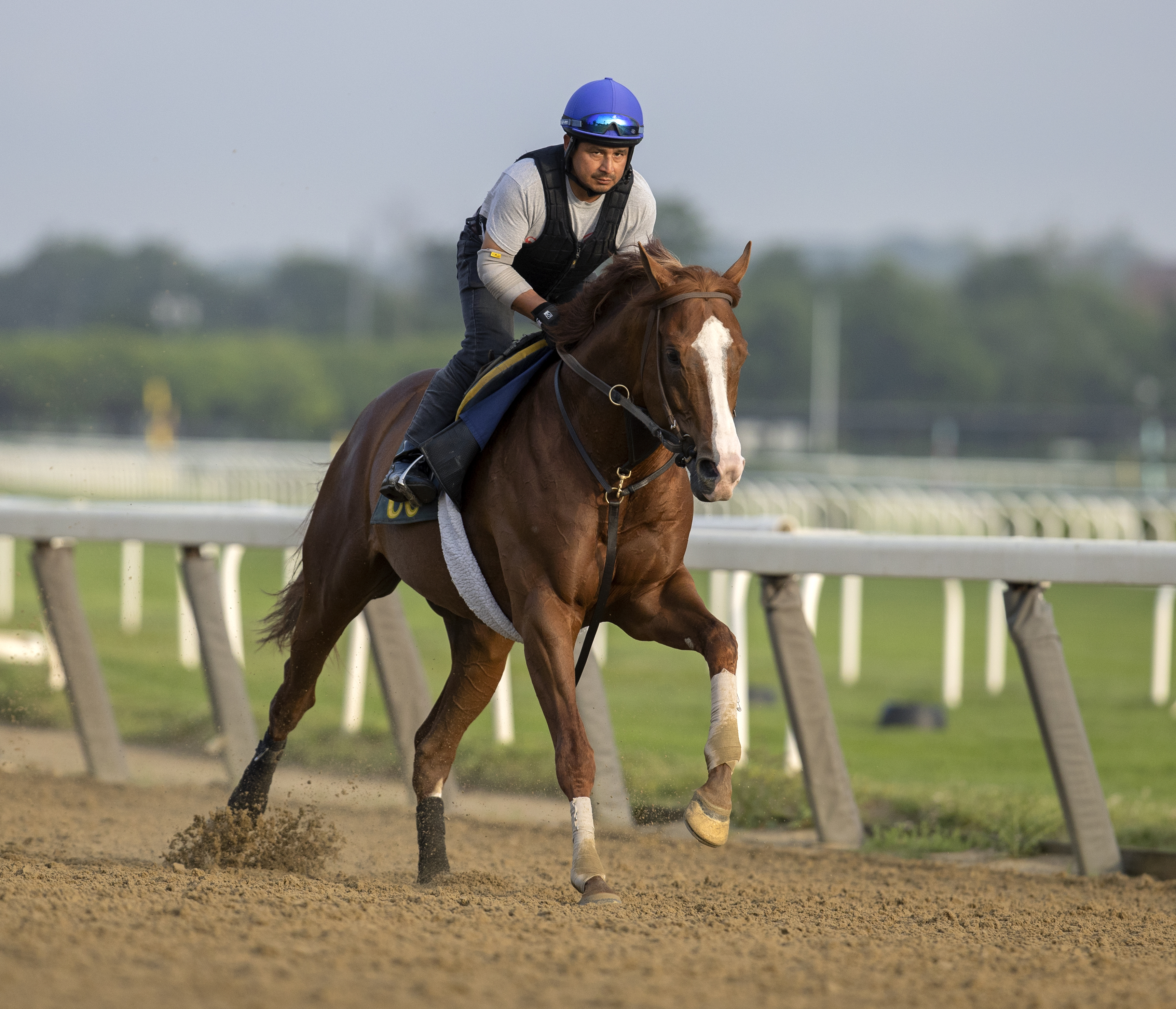 Gufo, training for Manhattan