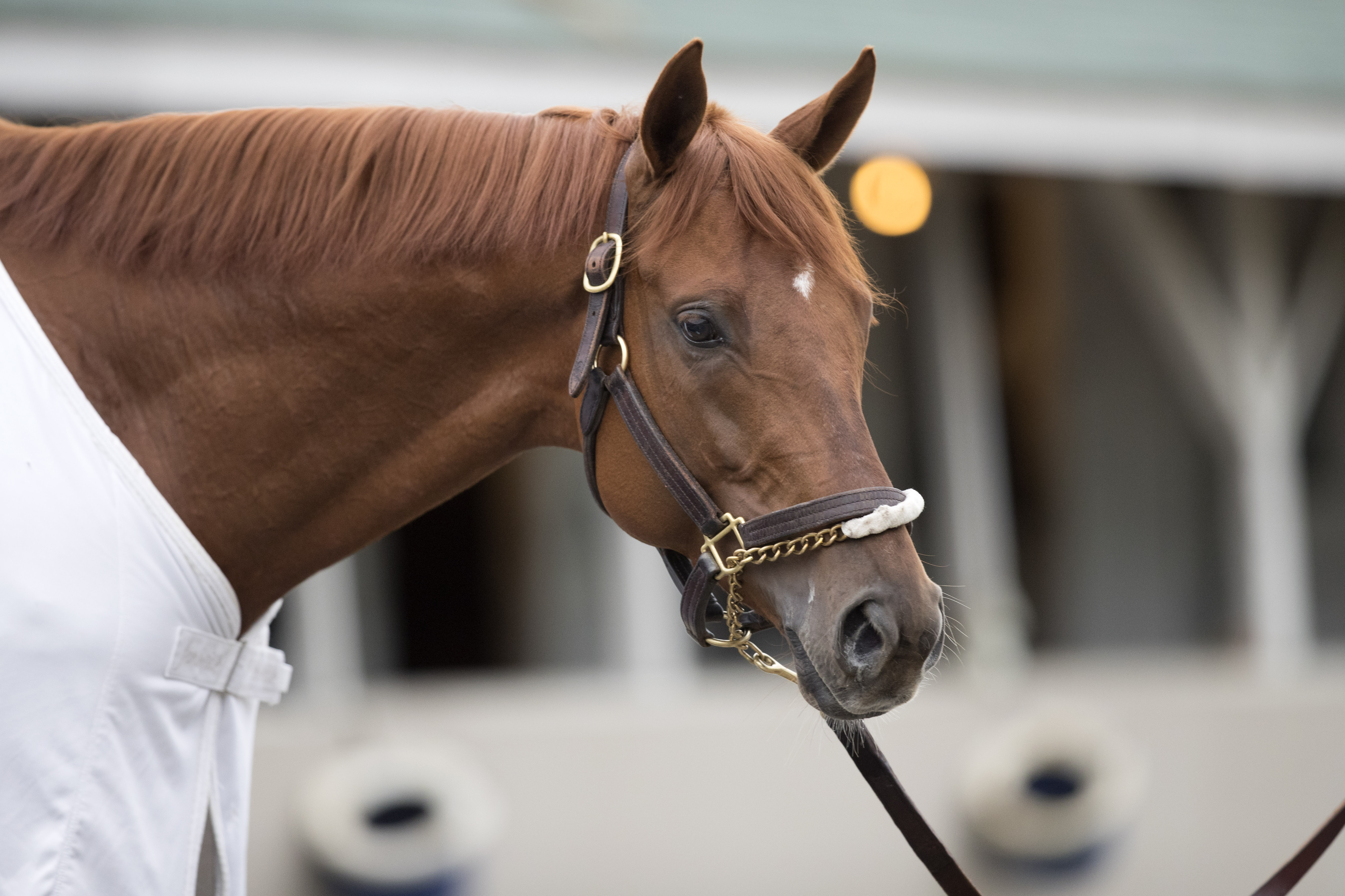Gun Runner, lider semental en servicios en el 2022