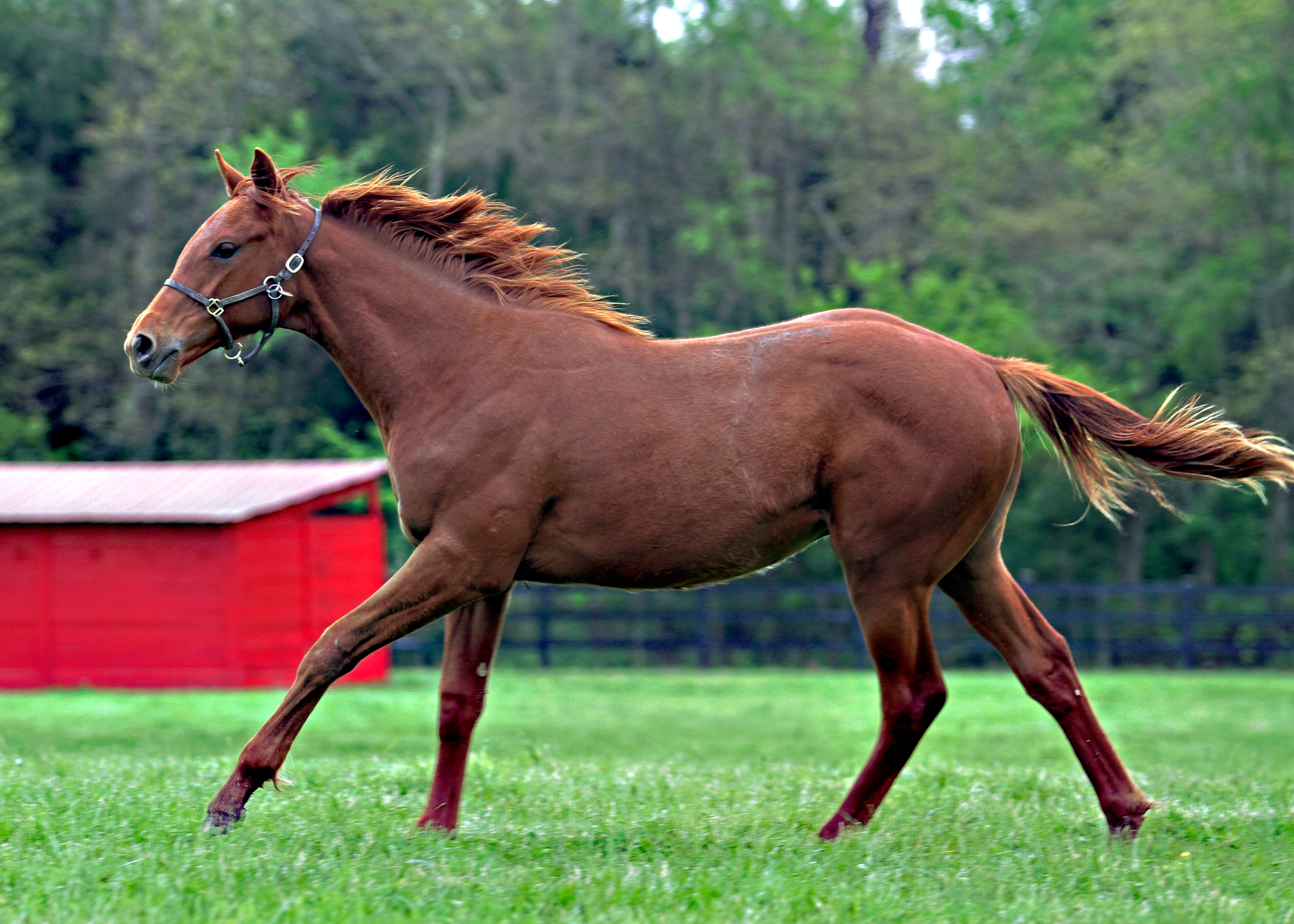 Taiba as yearling