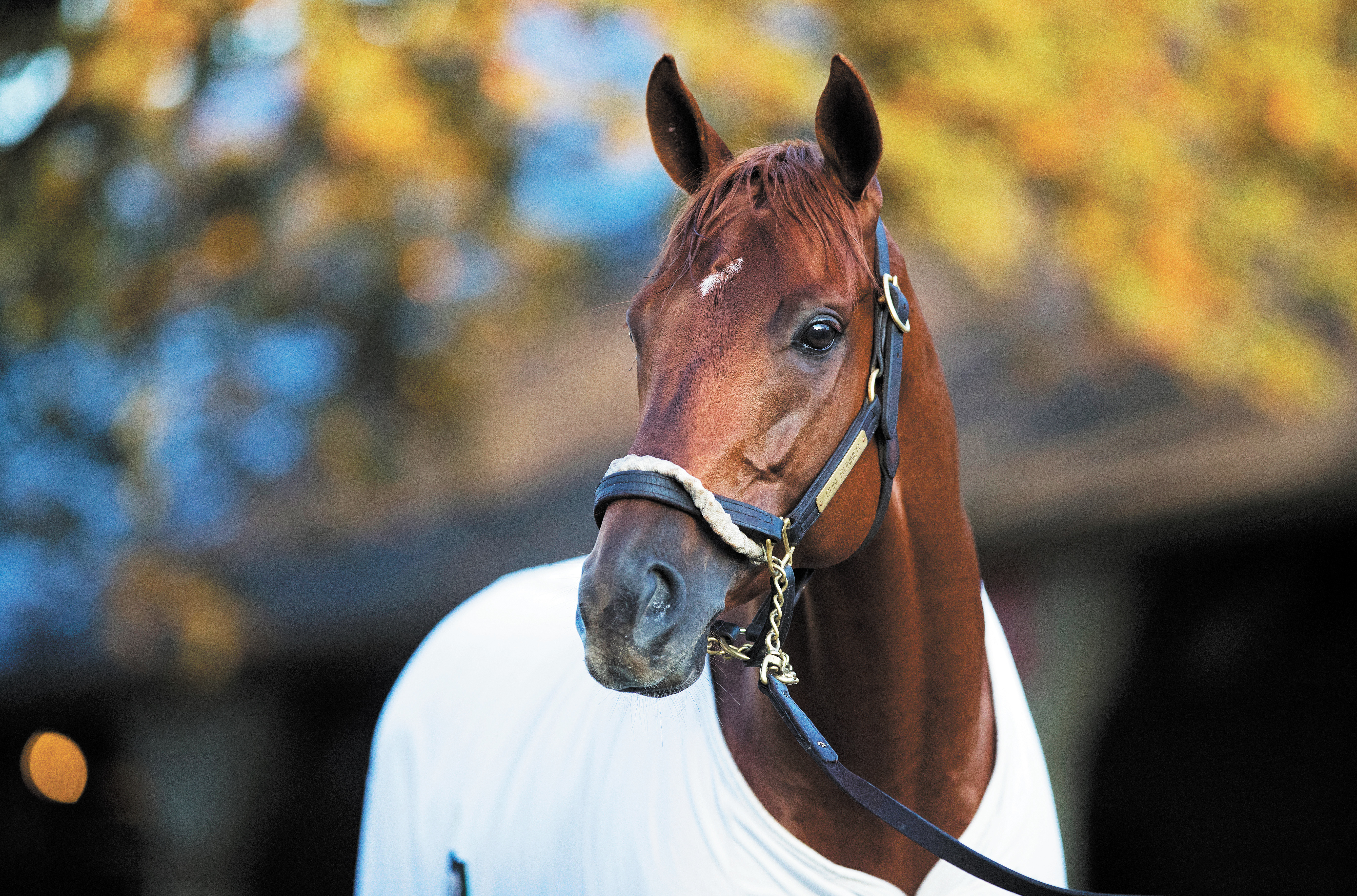 Gun Runner at Saratoga on Aug. 19