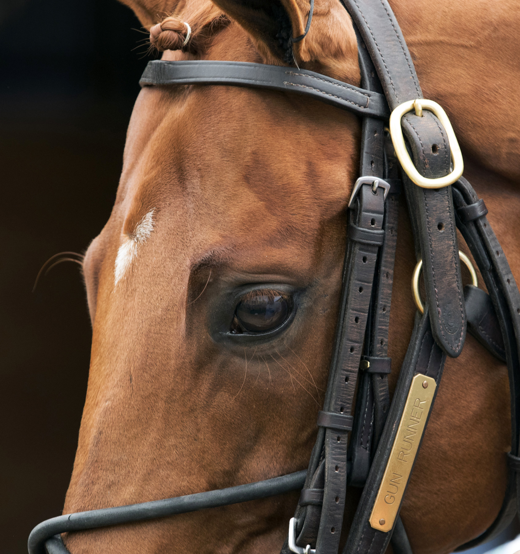 Gun Runner portrait