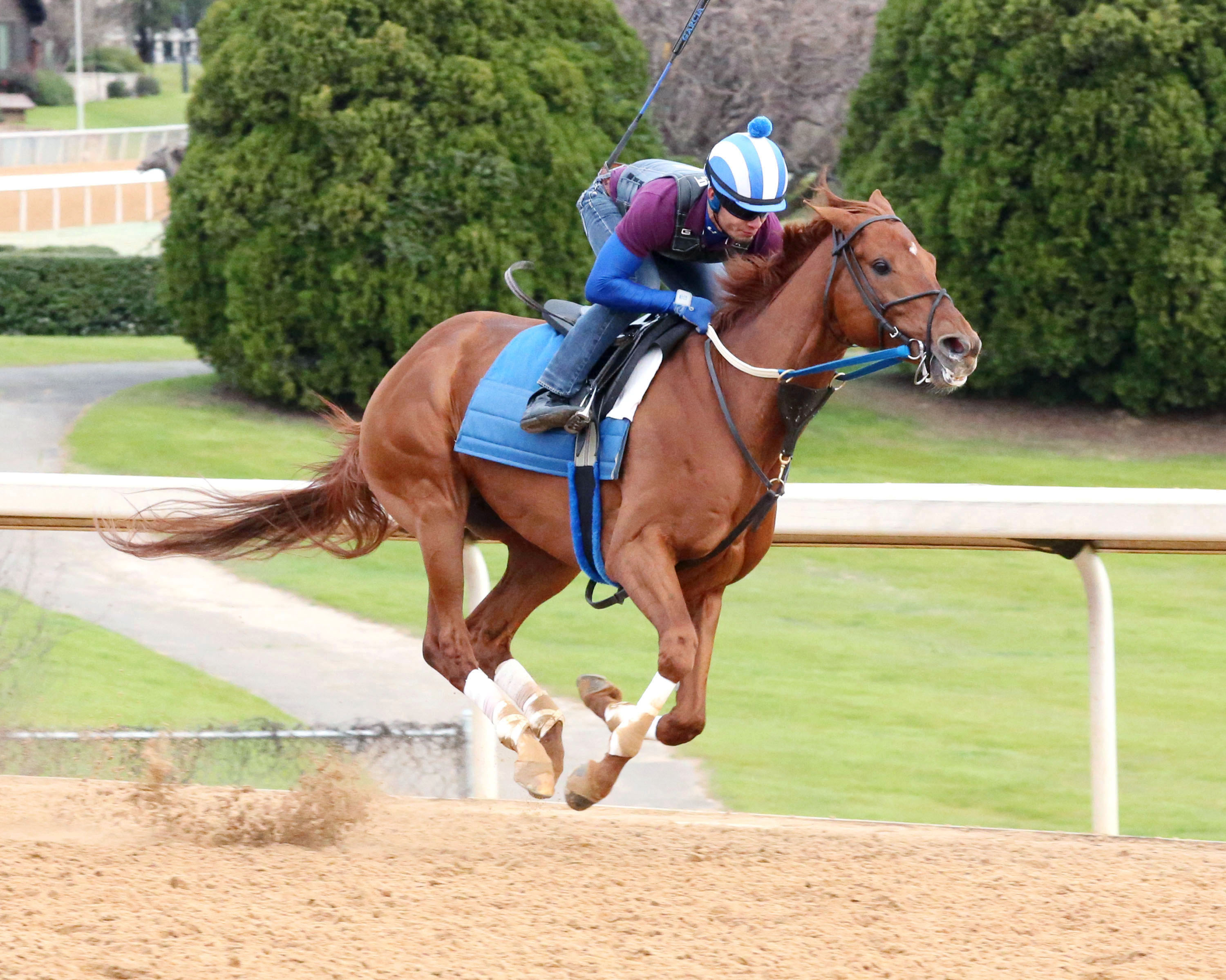 Gun Runner works at Oaklawn Park on Feb. 13