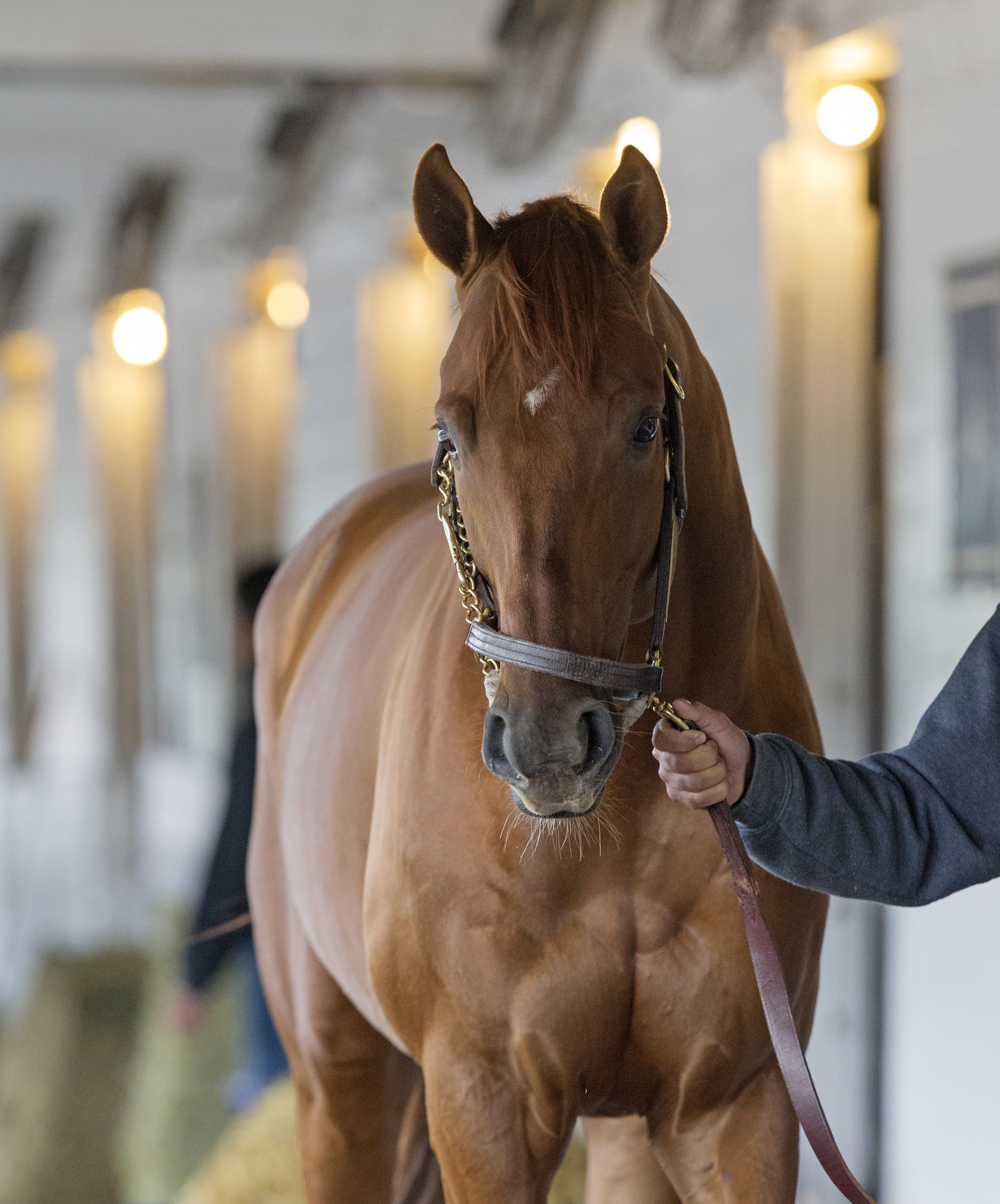 Gun Runner at Churchill on April 23