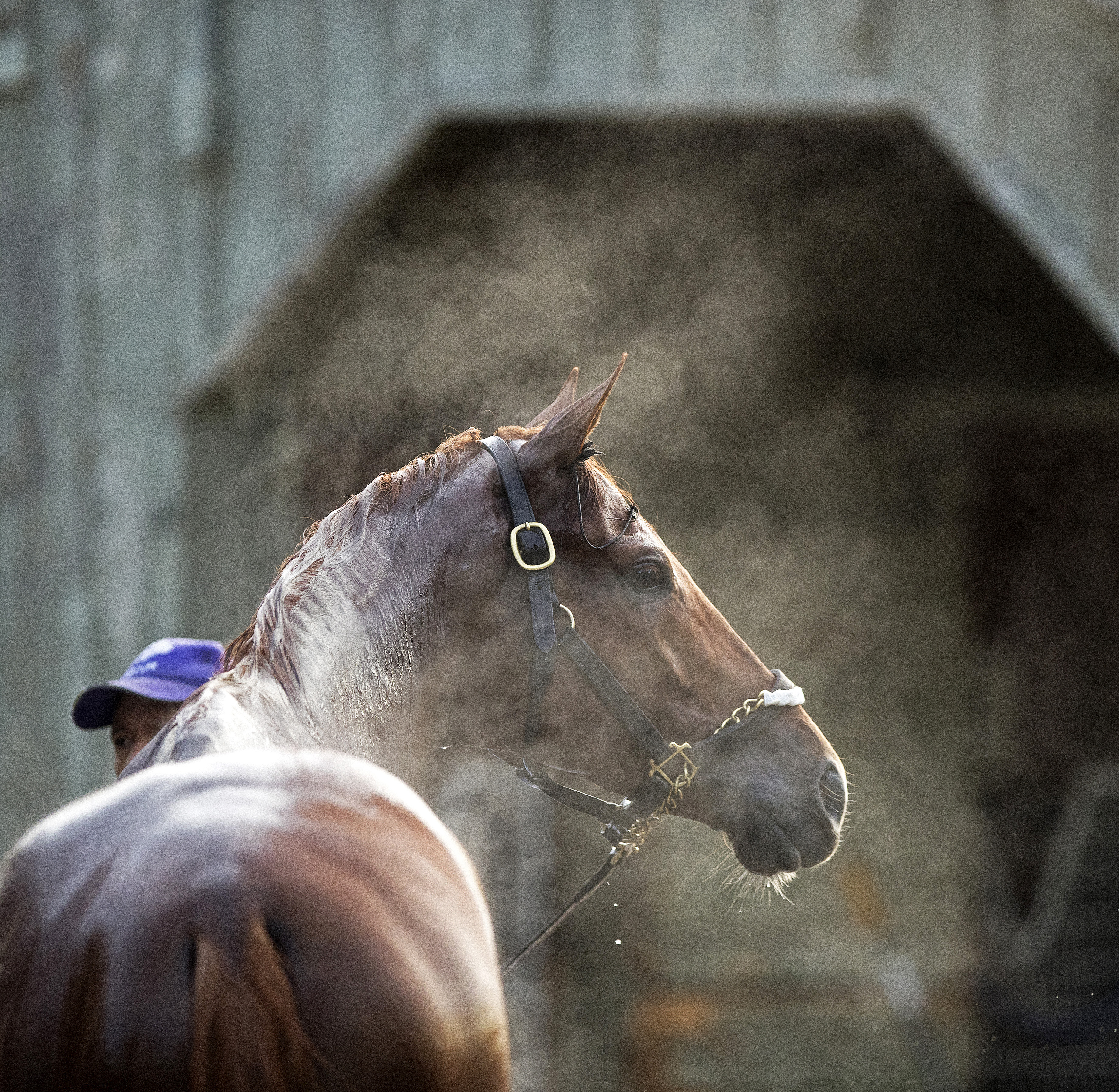 Gun Runner at Saratoga on Aug. 14