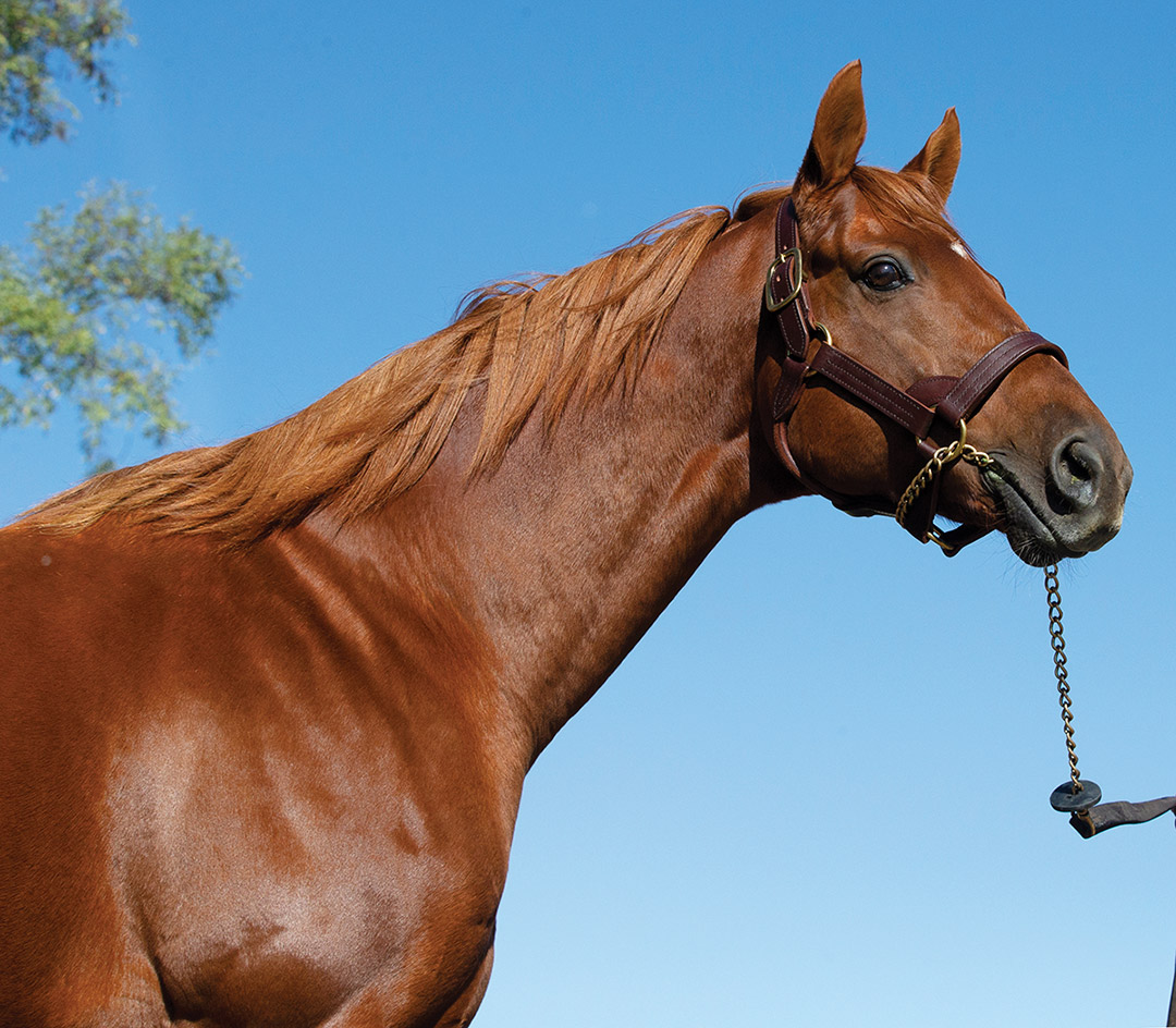 Gun Runner at Three Chimneys in 2019