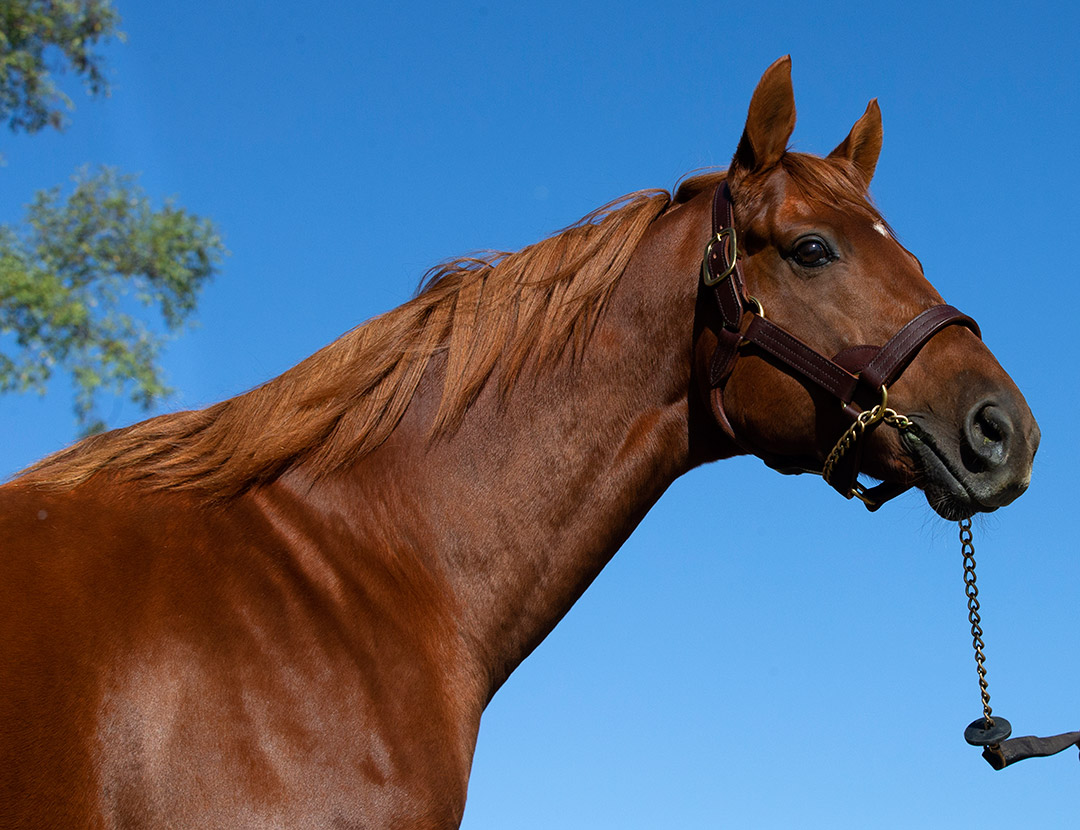 Gun Runner at Three Chimneys Farm in 2019