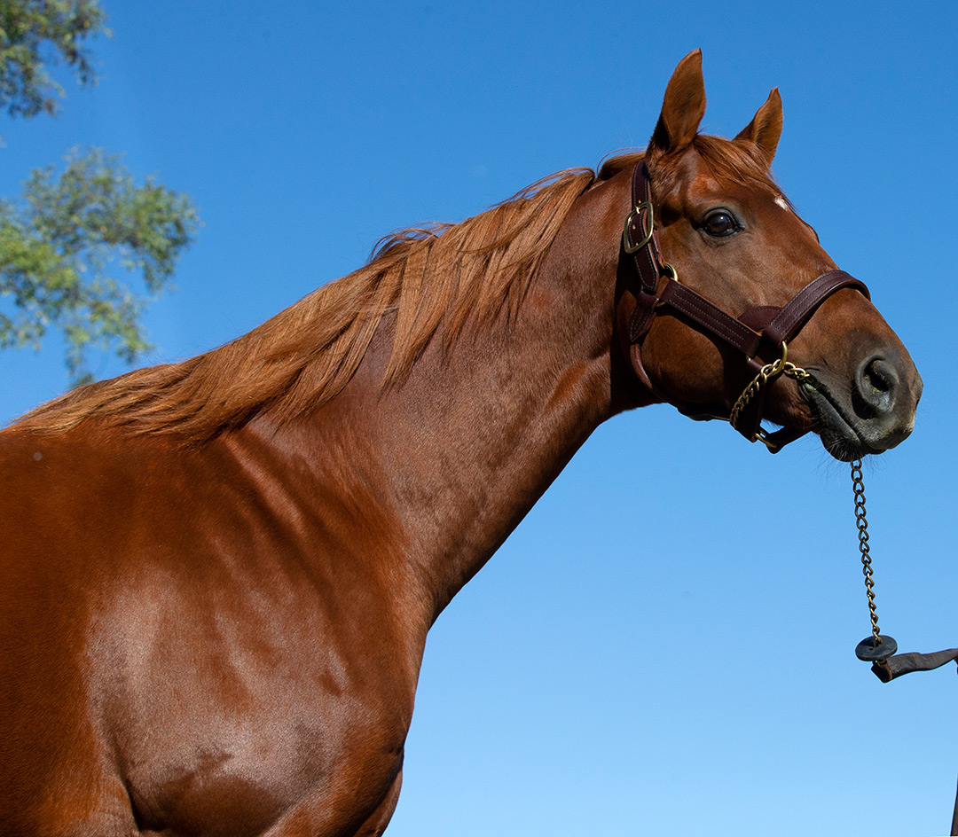 Gun Runner at Three Chimneys in 2019