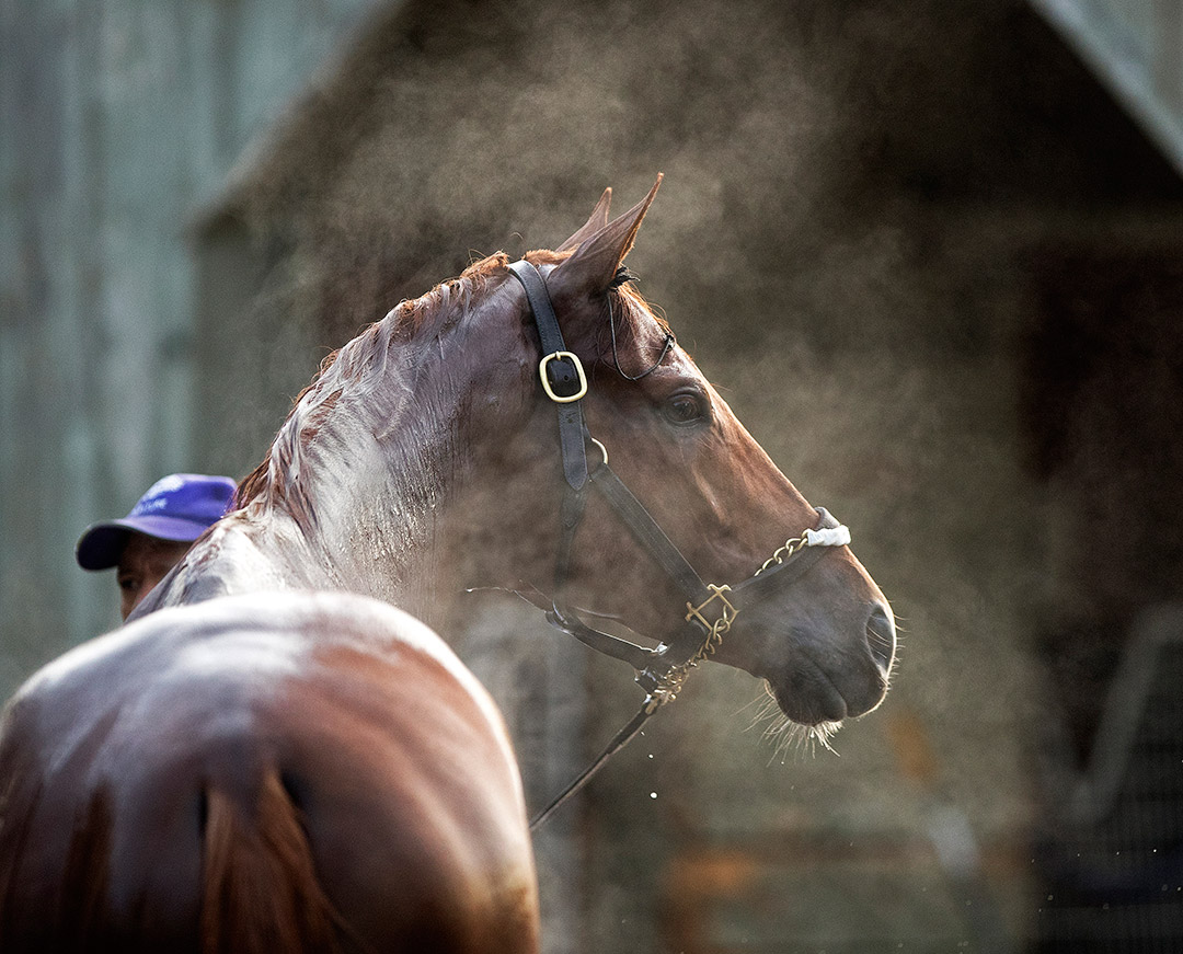 Gun Runner, portrait, 2017