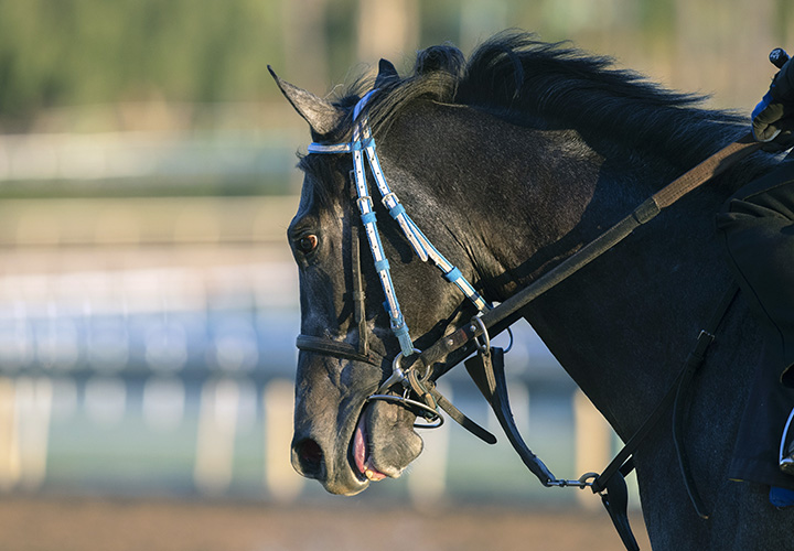 Gunmetal Gray at Santa Anita on Feb. 23