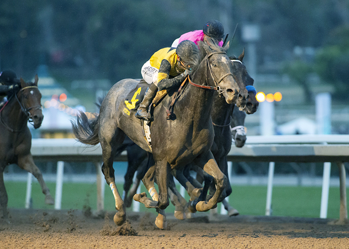 Gunmetal Gray wins the Sham Stakes