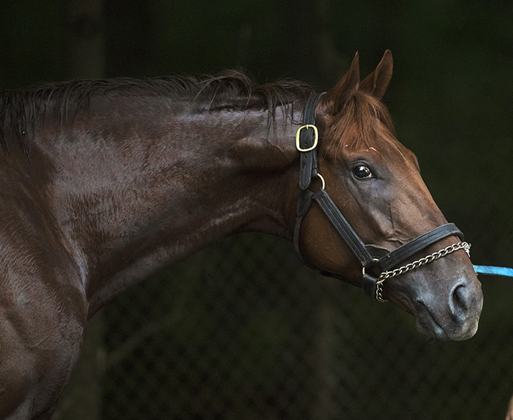 Gunnevera portrait