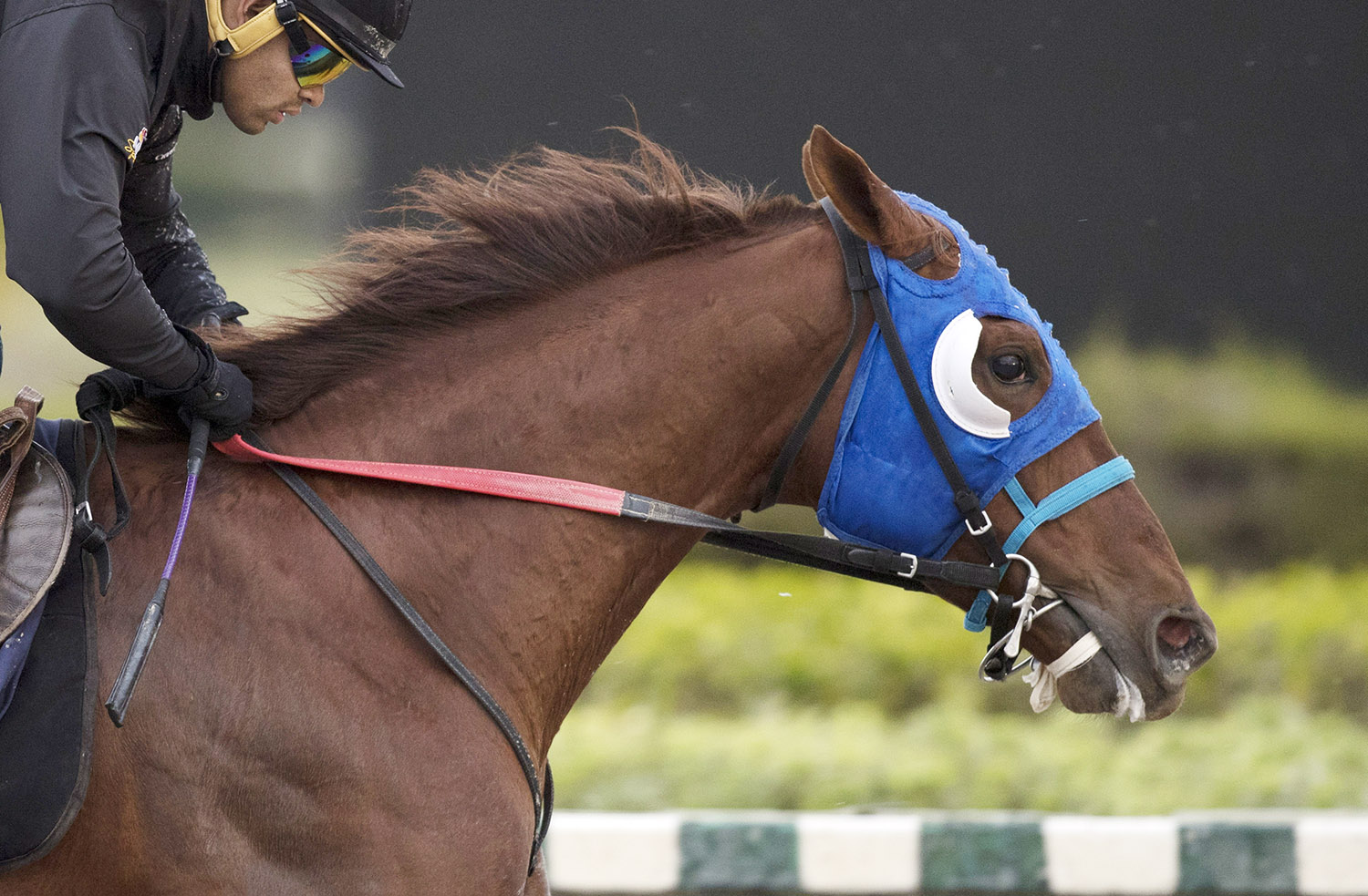 Gunnevera trains at Gulfstream Park West in January