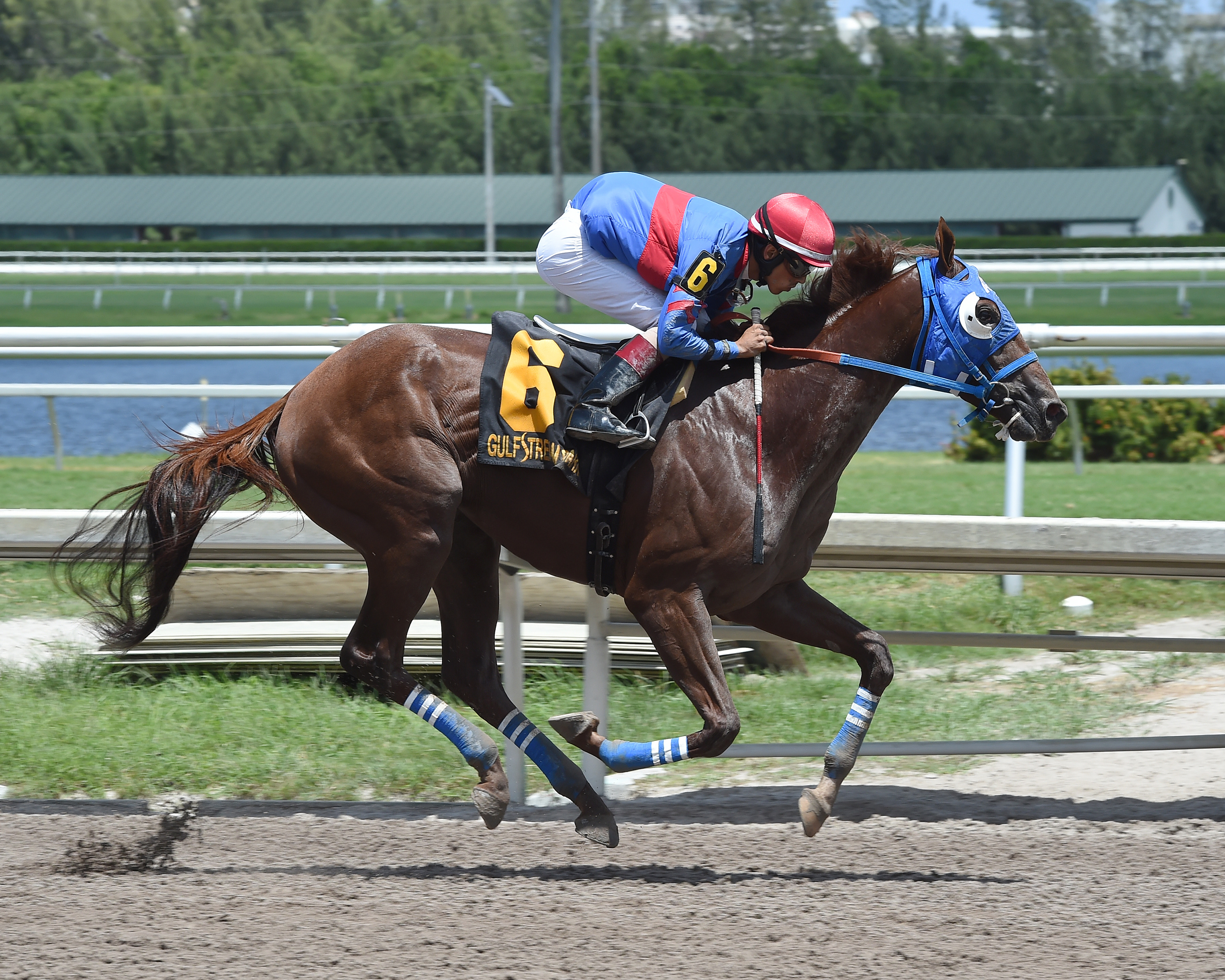Gunnevera wins the 2017 Tangelo Stakes
