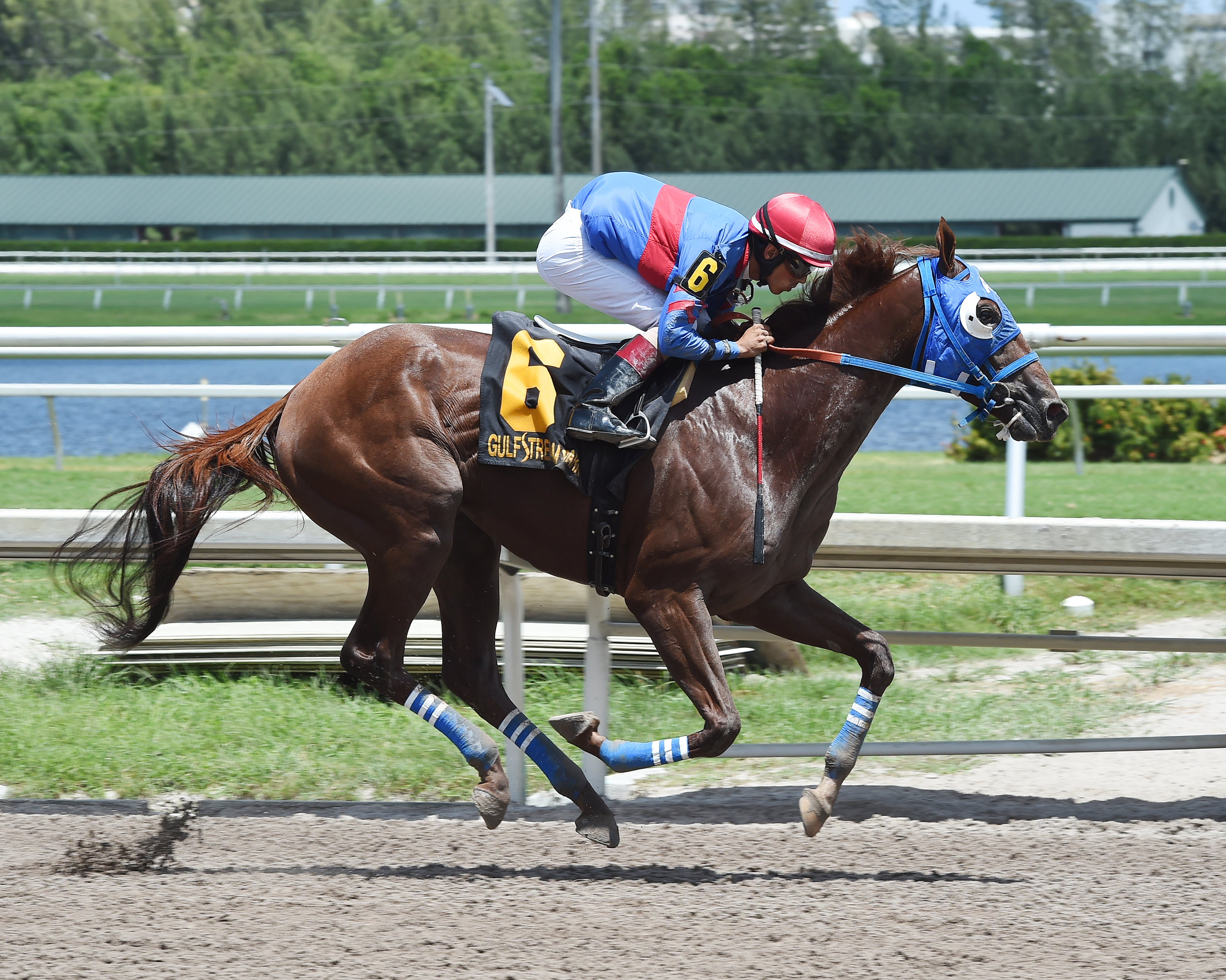 Gunnevera wins the 2017 Tangelo Stakes