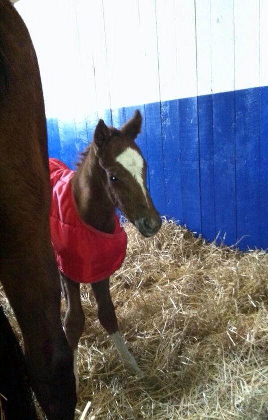 HdG first foal
