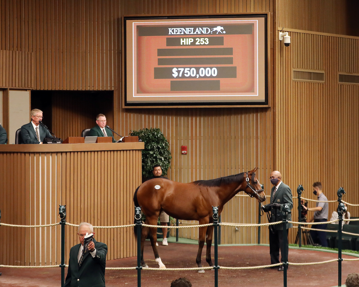 HIP 253 - hembra por Justify en American Cleopatra adquirida por Spendthrift Farm