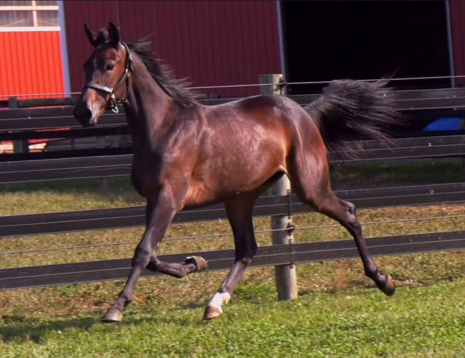 HIP 62 Lexington 2020