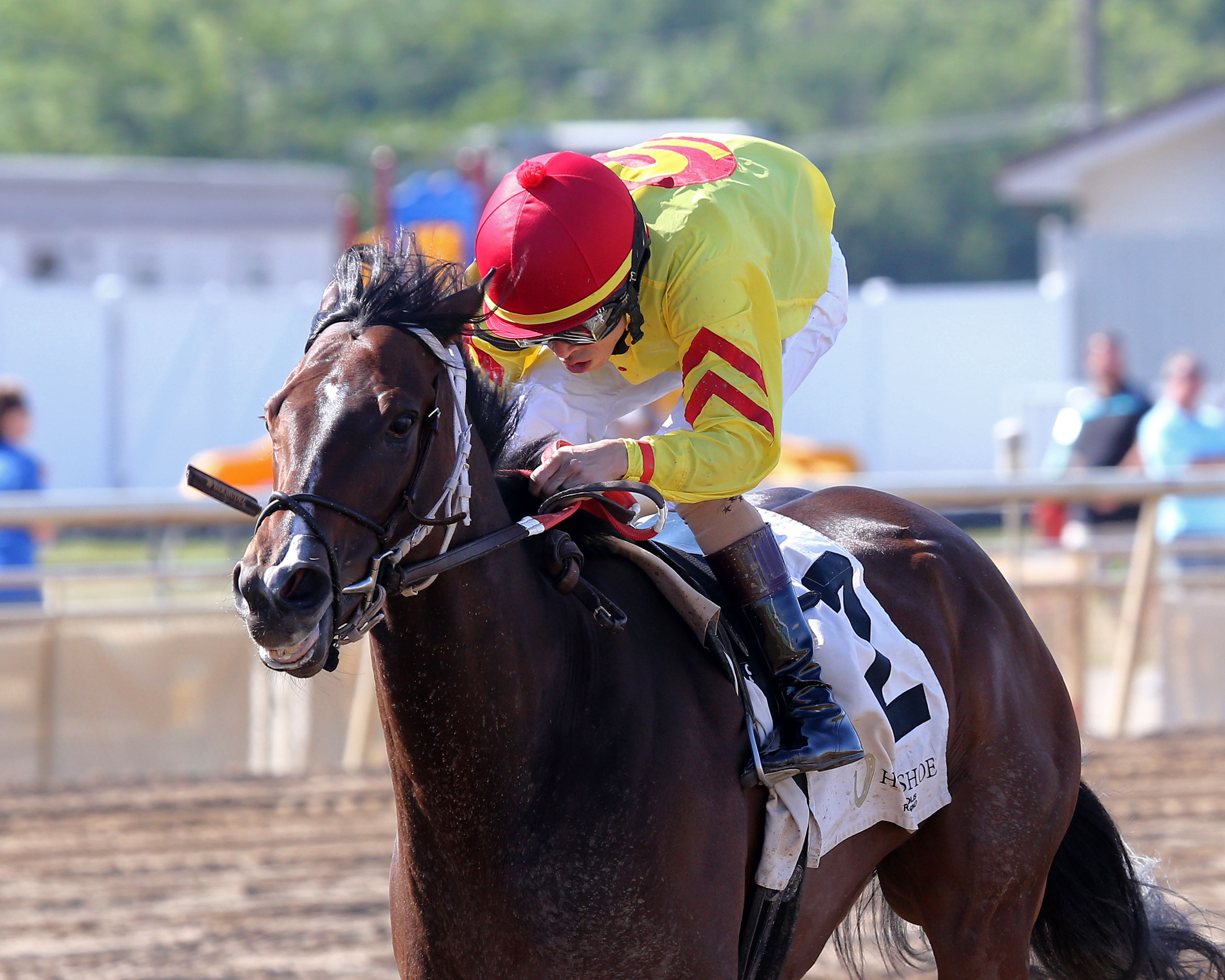 Hungarian Princess/Checkered Flag