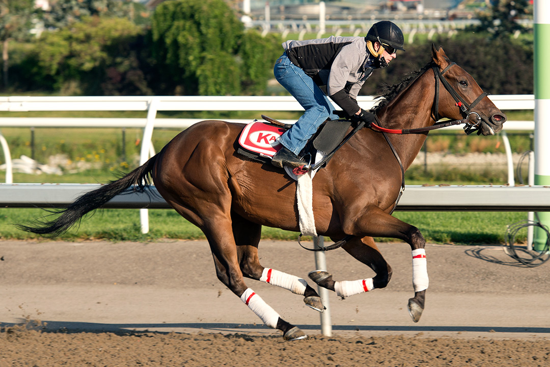 Haddassah trains at Woodbine Racetrack on Aug. 19