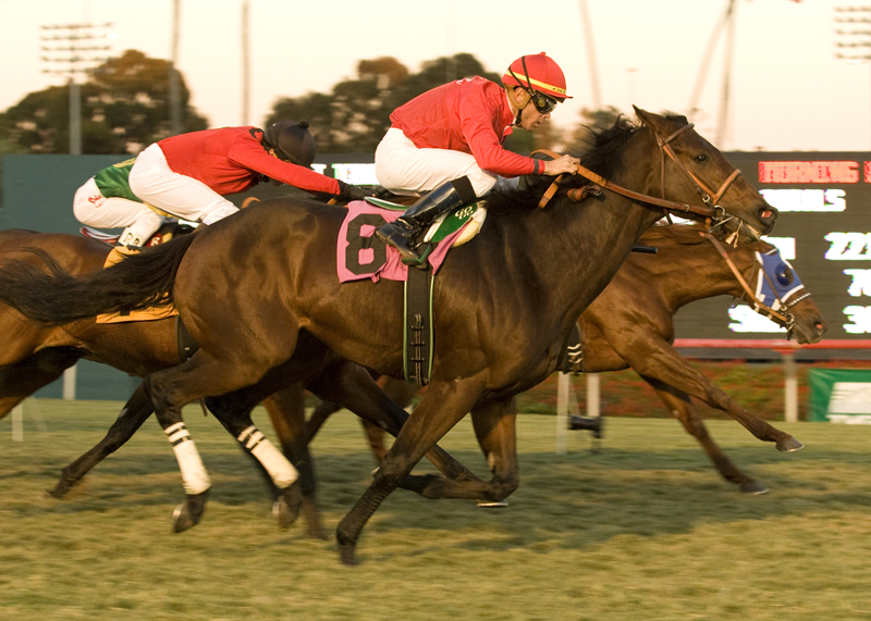 Haimish Hy - Hollywood Derby - Nov. 28, 2010