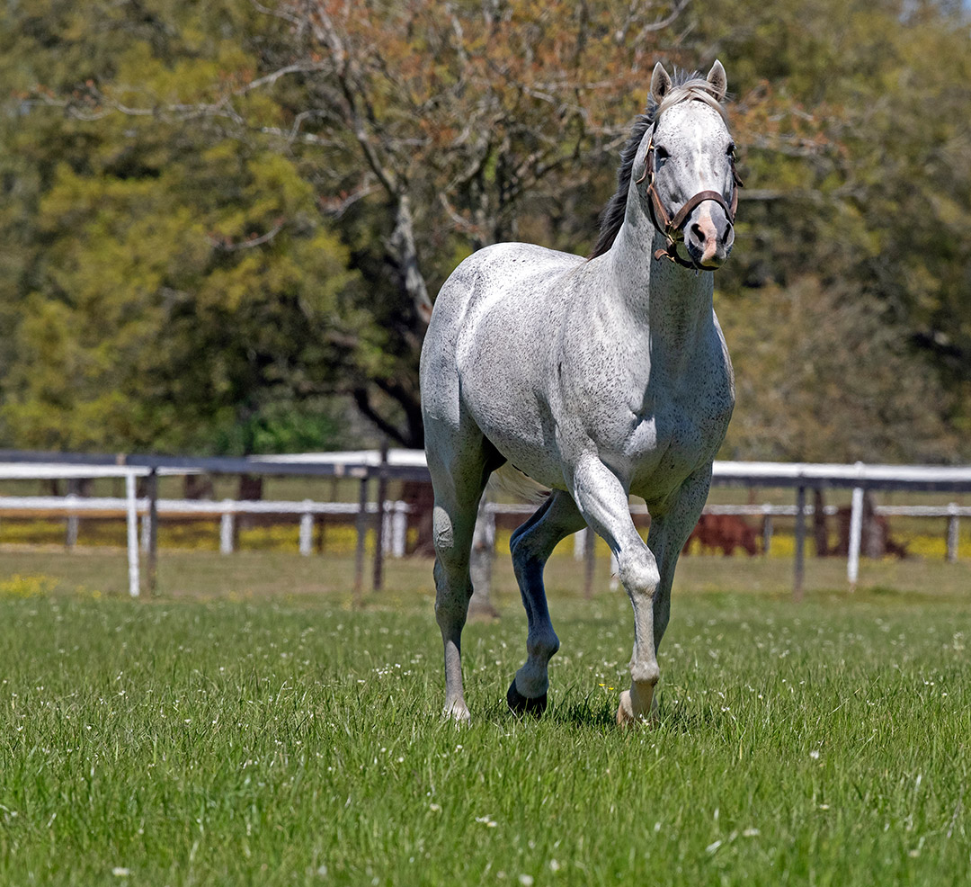 Half Ours at Clear Creek Stud, Louisiana, 2019