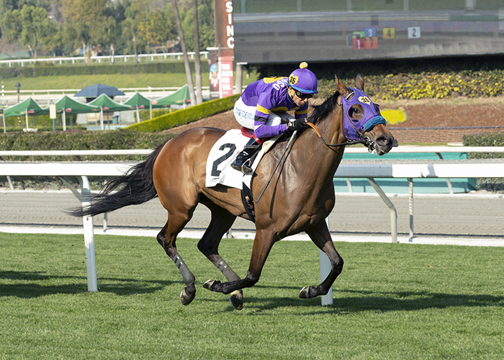 Halo Darlin wins a Jan. 10 claiming race at Santa Anita