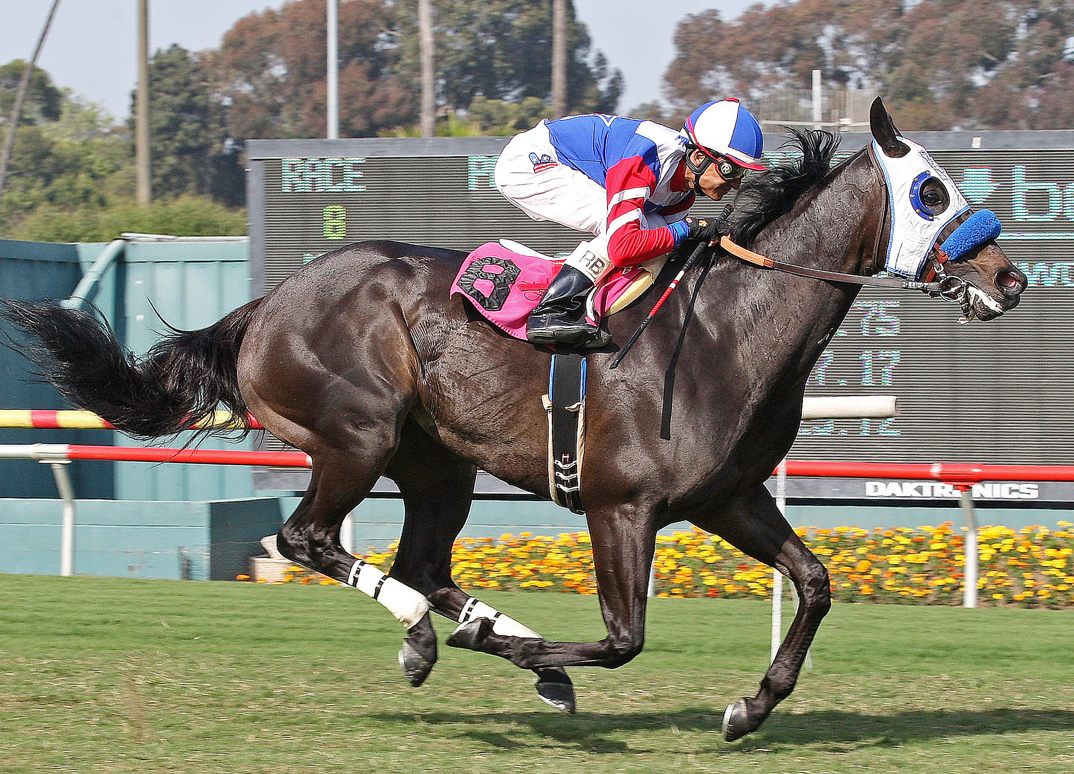 Halo Dolly, Wilshire Stakes