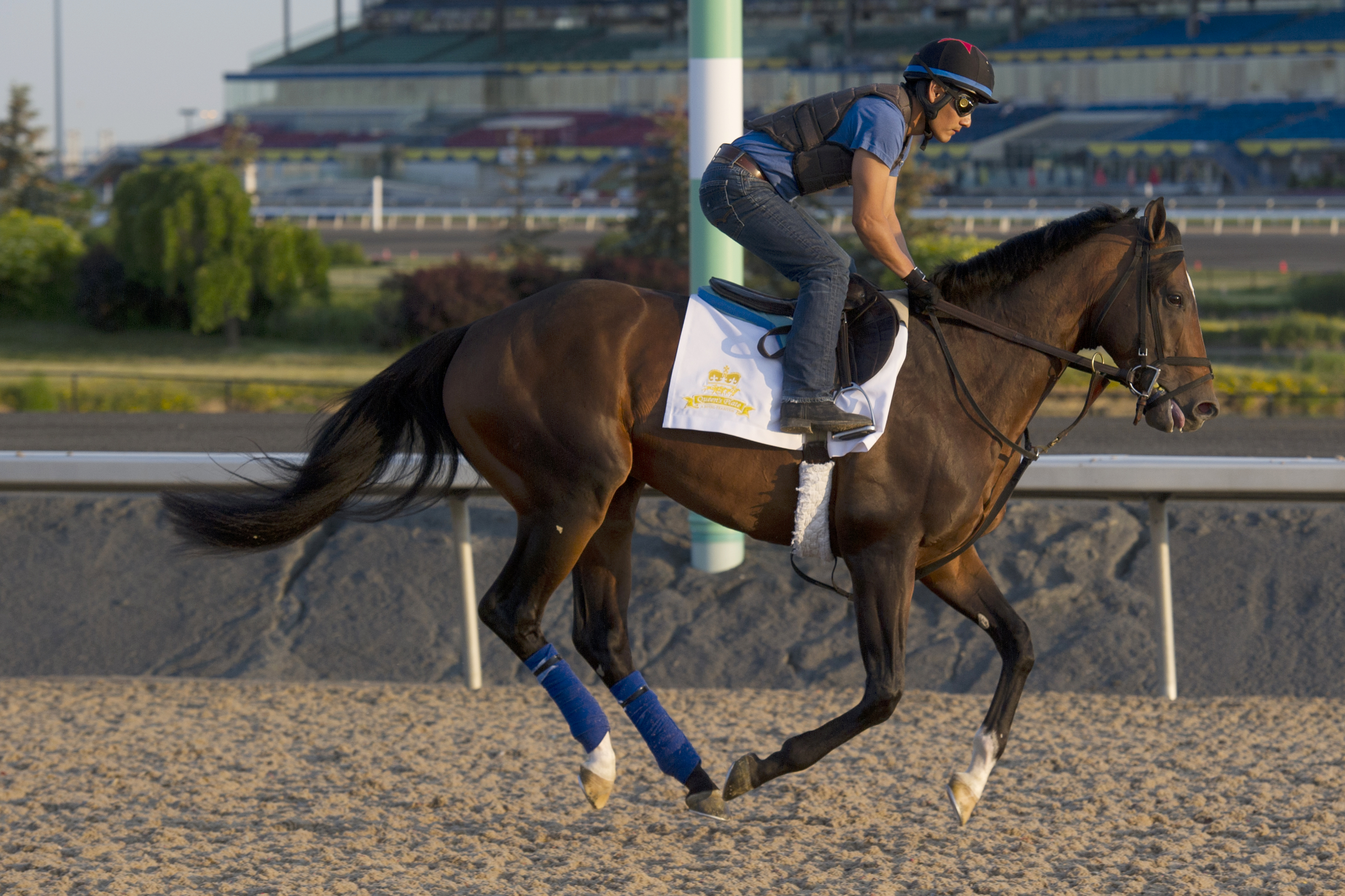 Hammers Vision trains at Woodbine in June 2016