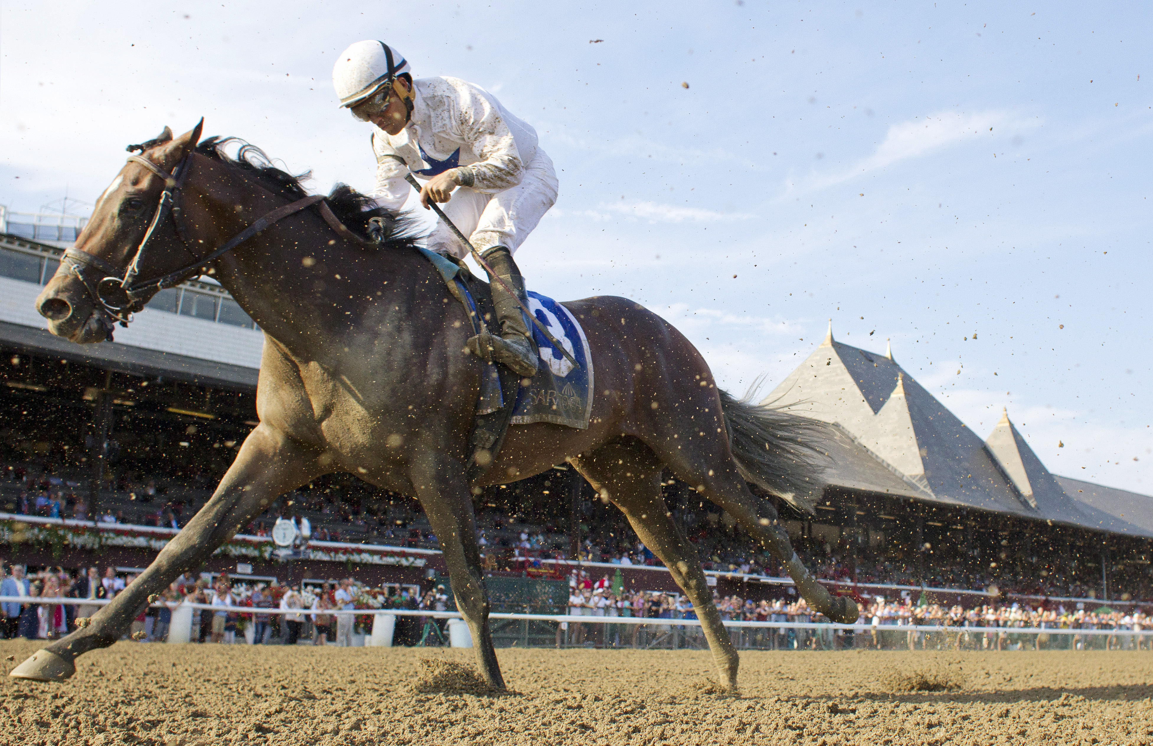 Hammers Vision finishes third in the Saratoga Special
