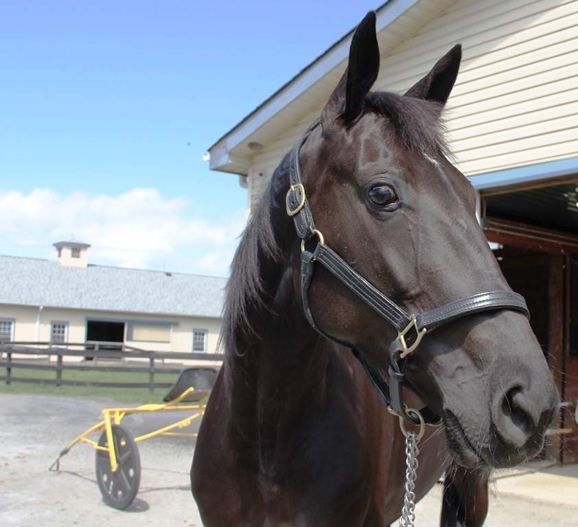 Hannelore Hanover