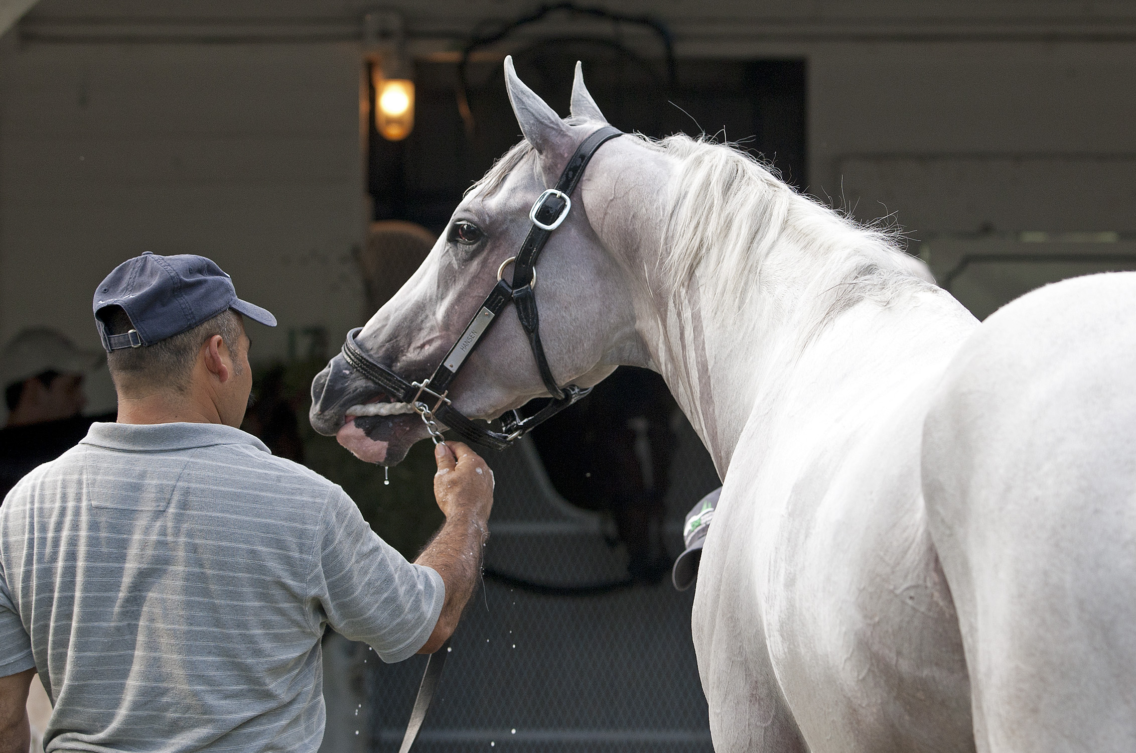 Ashford Stud purchases Hansen