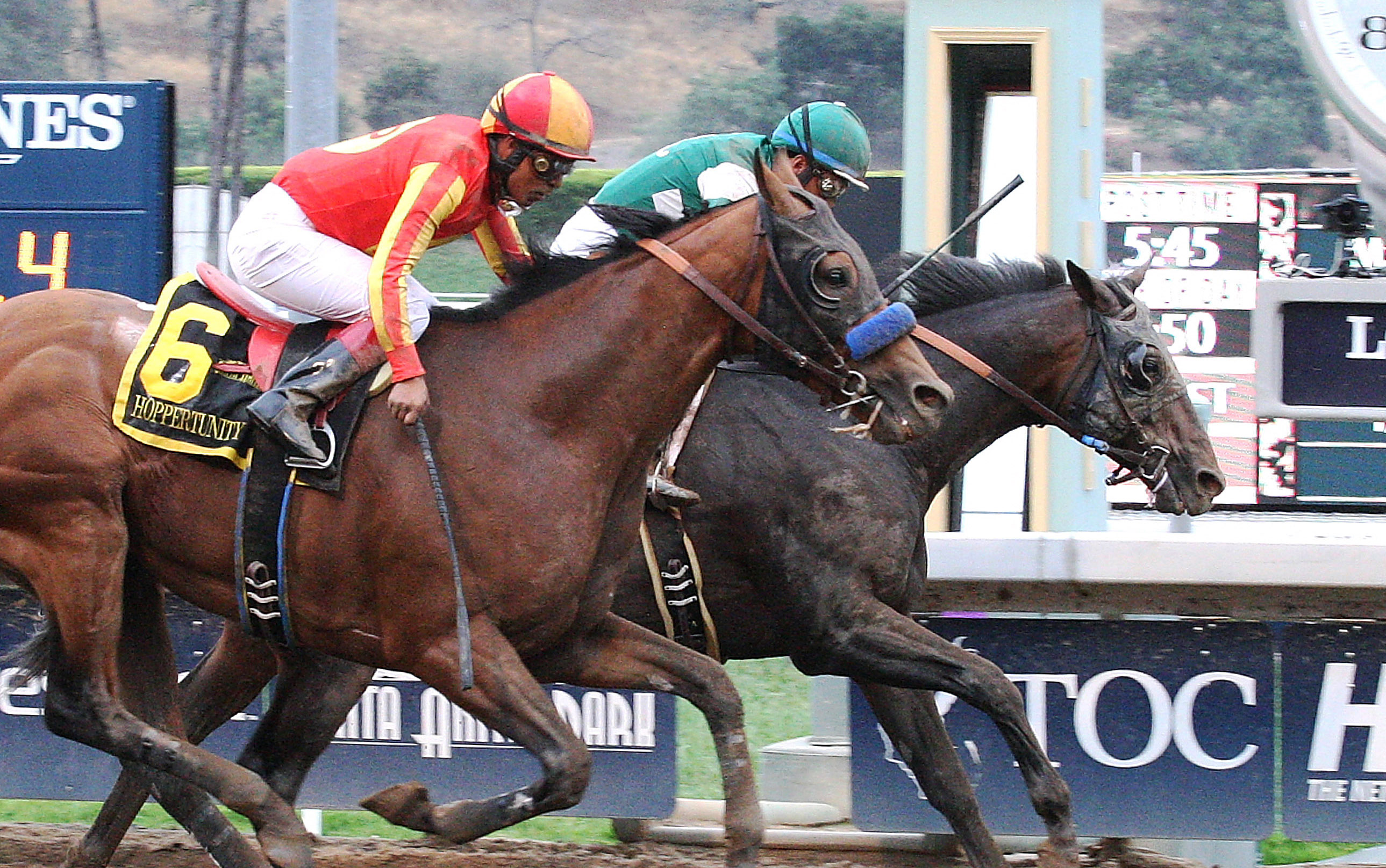 Hoppertunity finishes second in the Gold Cup