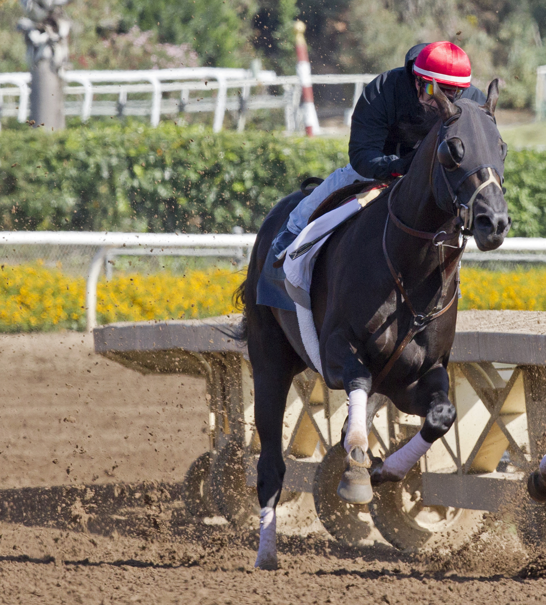Hard Aces trains at Santa Anita Park on June 16