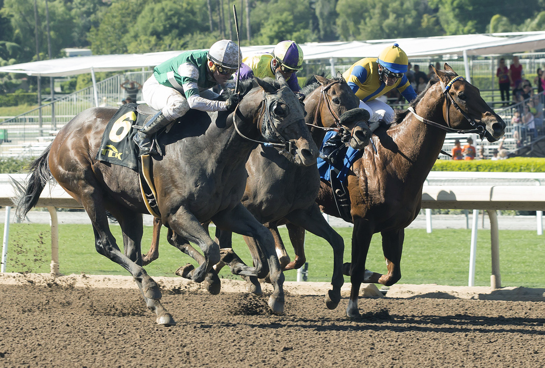Hi Happy finishes third in the 2017 Tokyo City Stakes