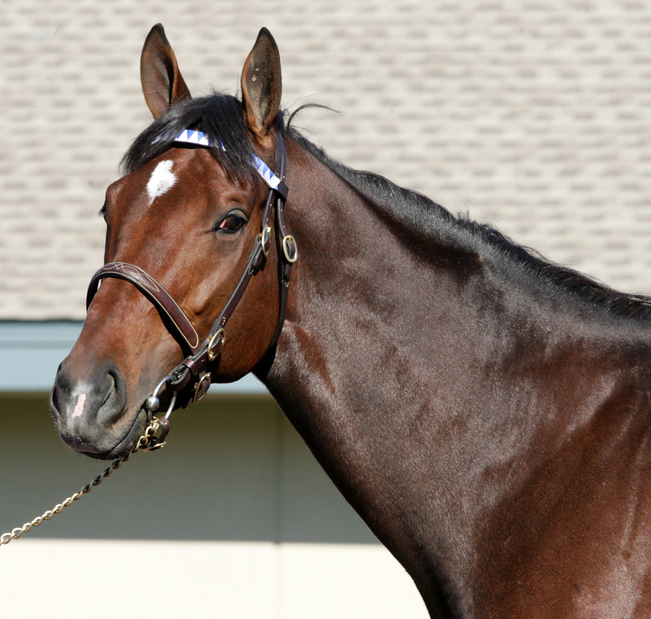 Hard Spun at Darley