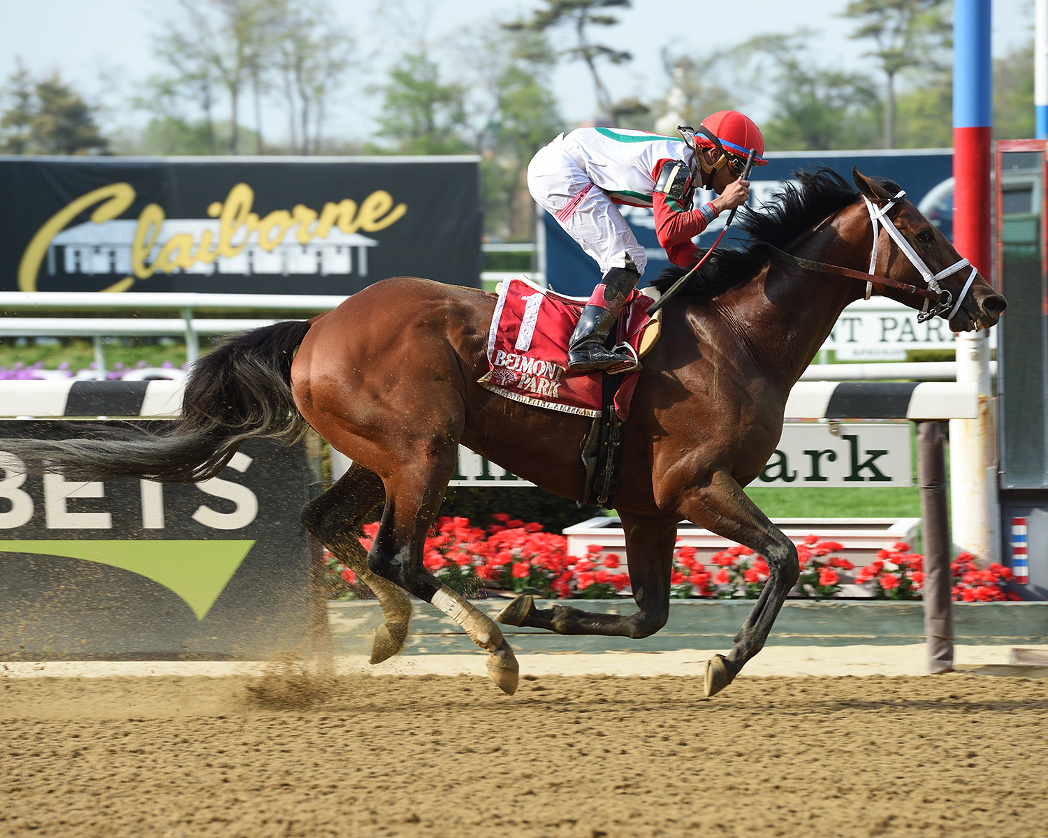 Hard Study wins the 2018 Flat Out Stakes