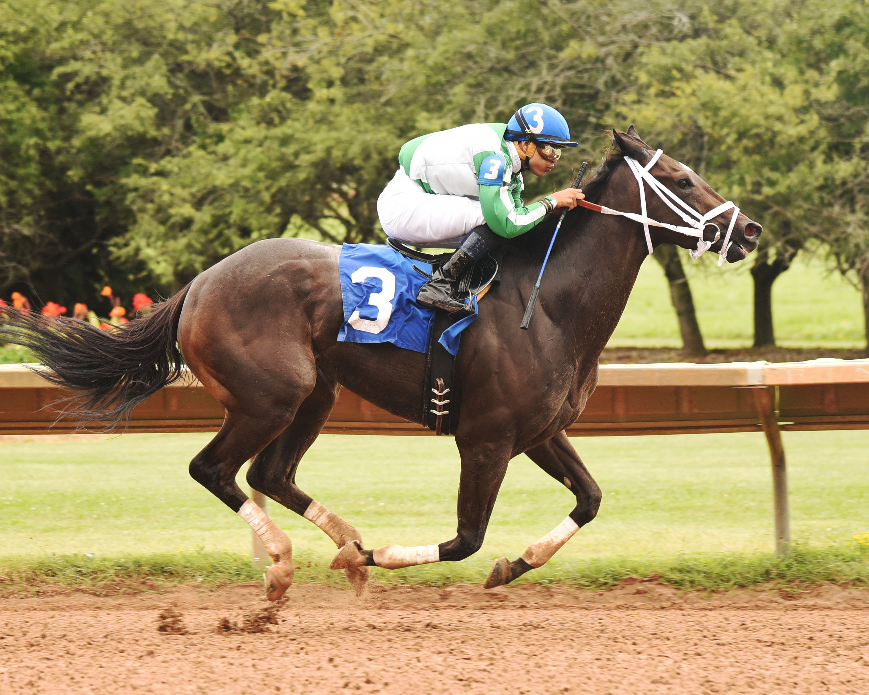 Hard to Stay Notgo wins the Niagra Stakes