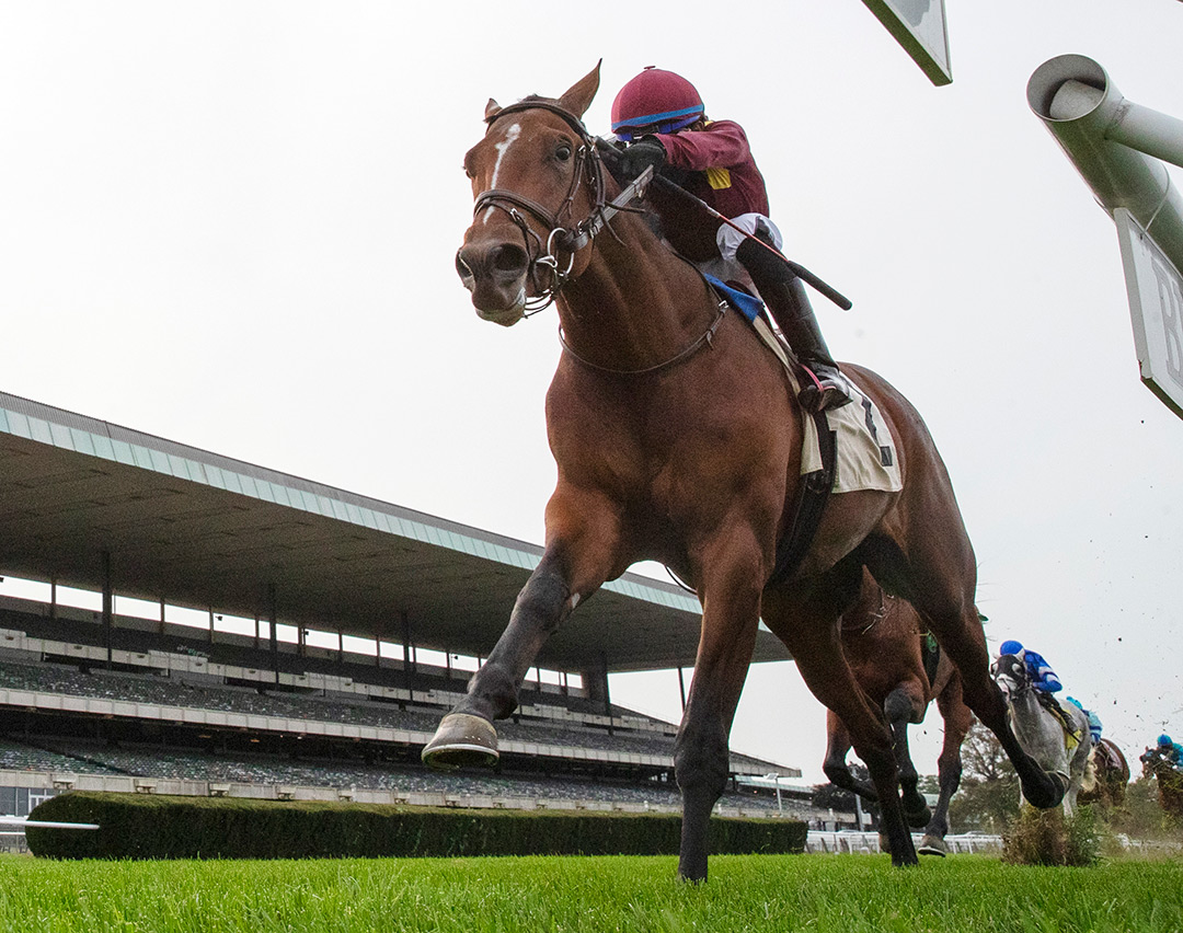 Hard Love wins an October 2020 maiden race at Belmont Park