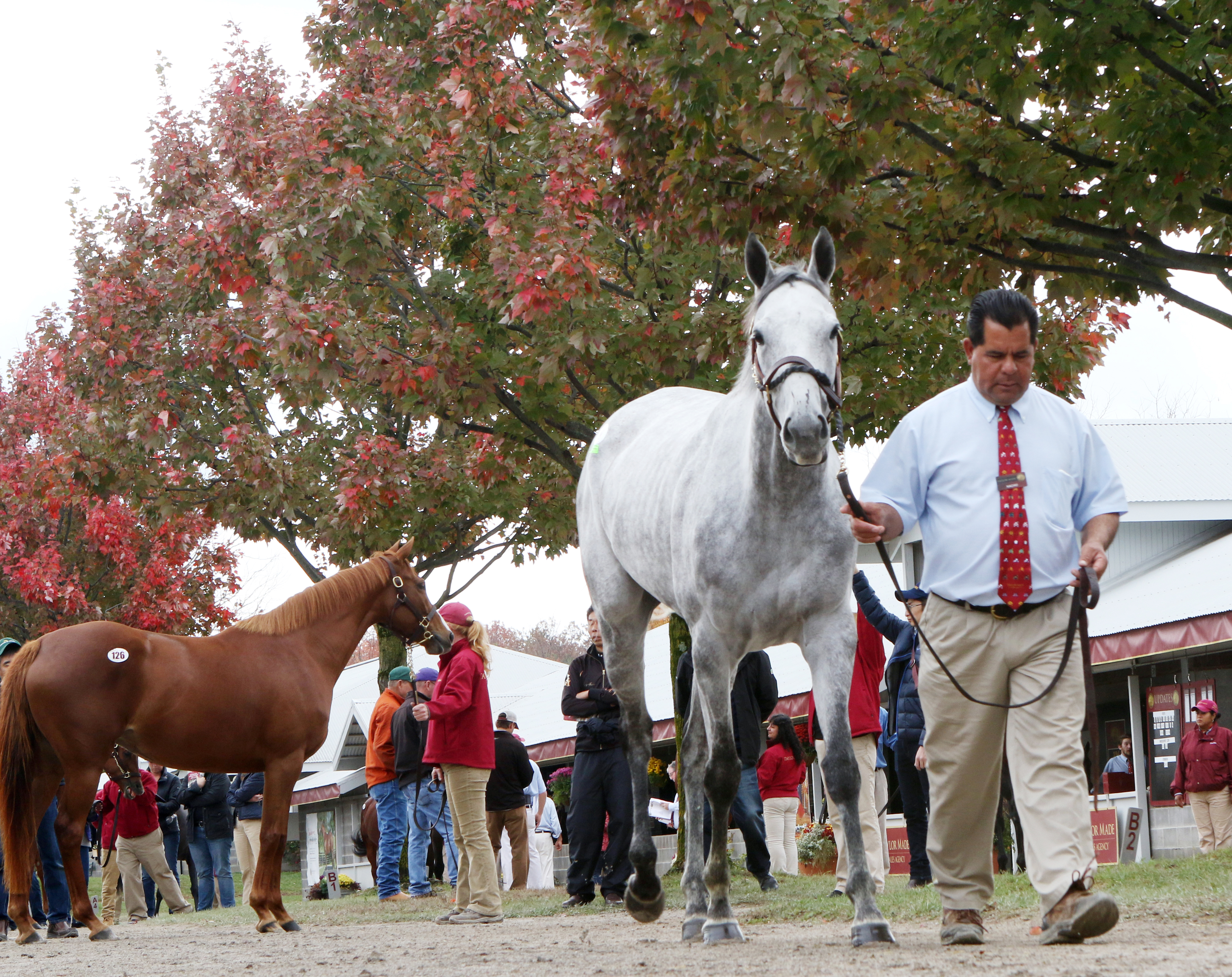 Hard Not to Like at November Keeneland Sale
