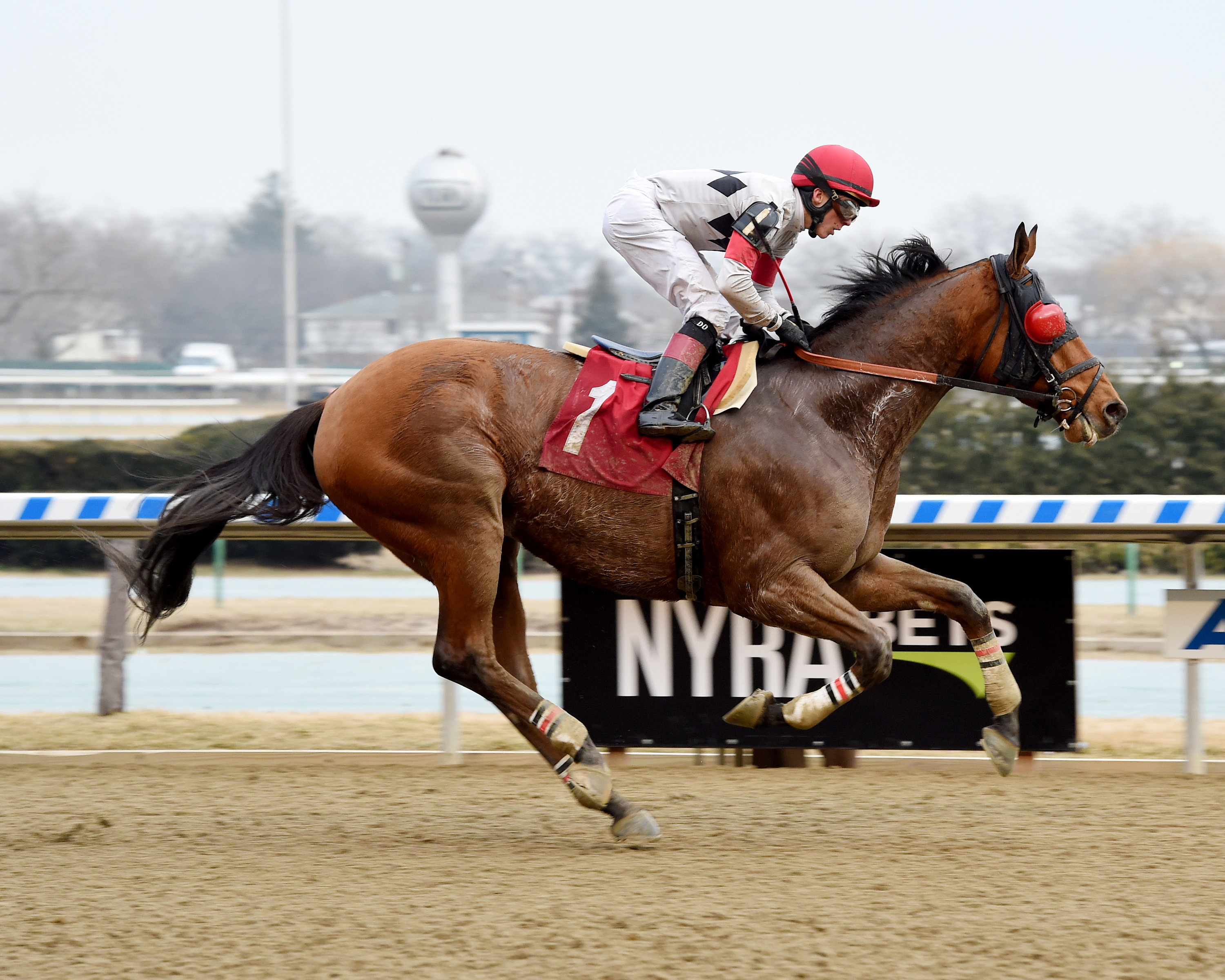 Harlan Punch wins a Feb. 15 allowance race