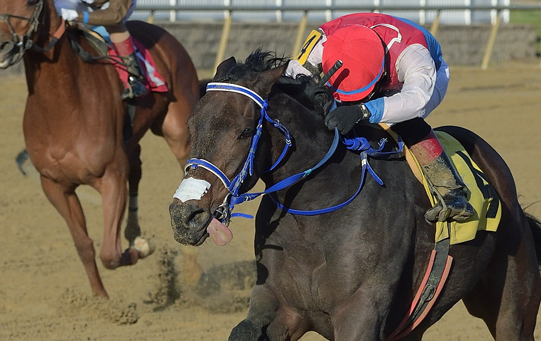 Harpers First Ride wins the 2020 Native Dancer Stakes at Laurel Park