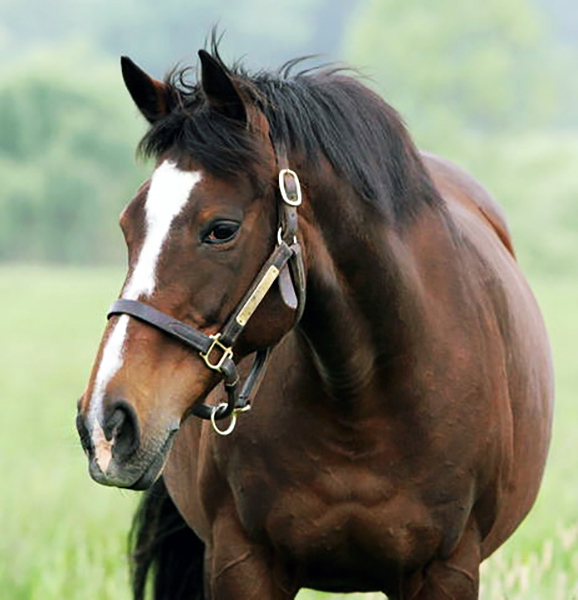 Hasili portrait