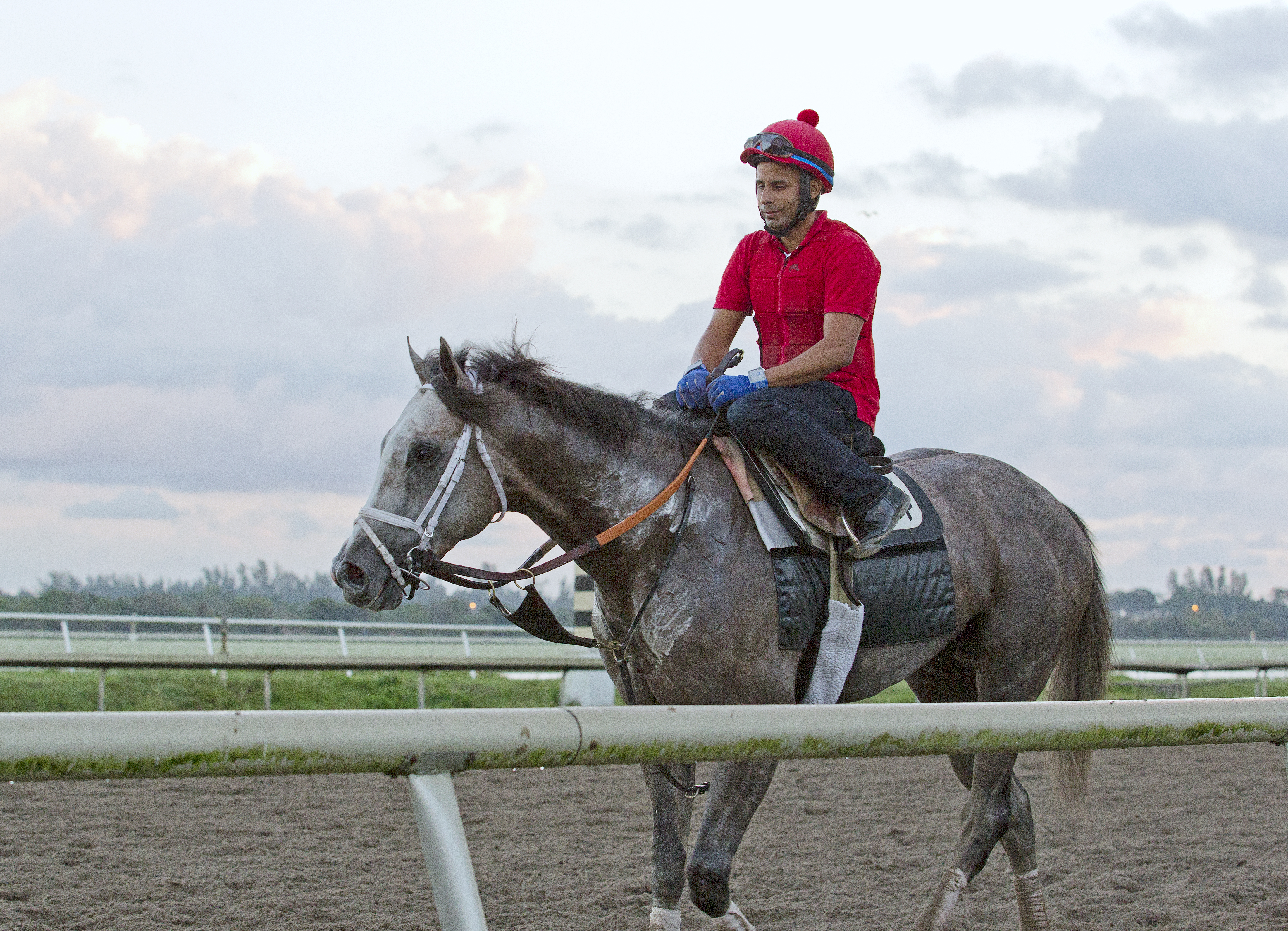 Havana trains at Palm Meadows