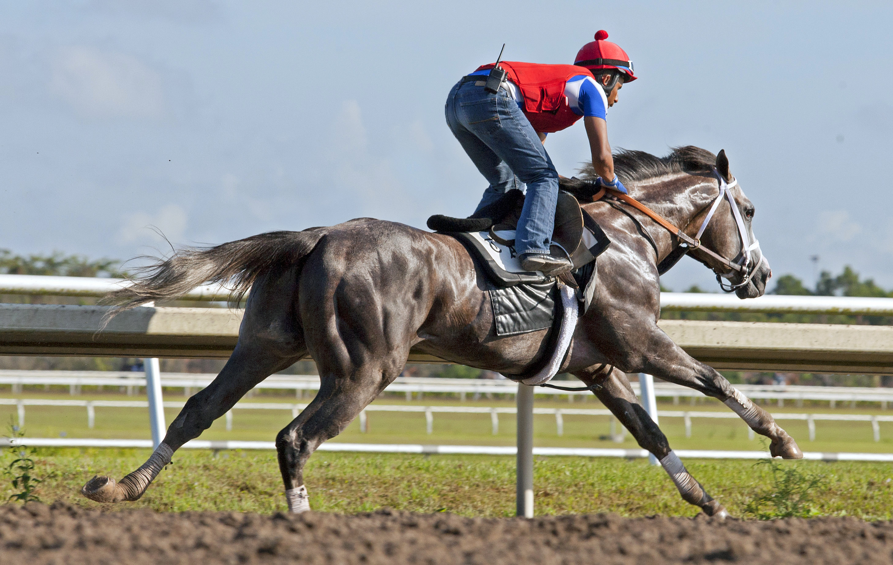 Havana trains at Palm Meadows on Feb. 23