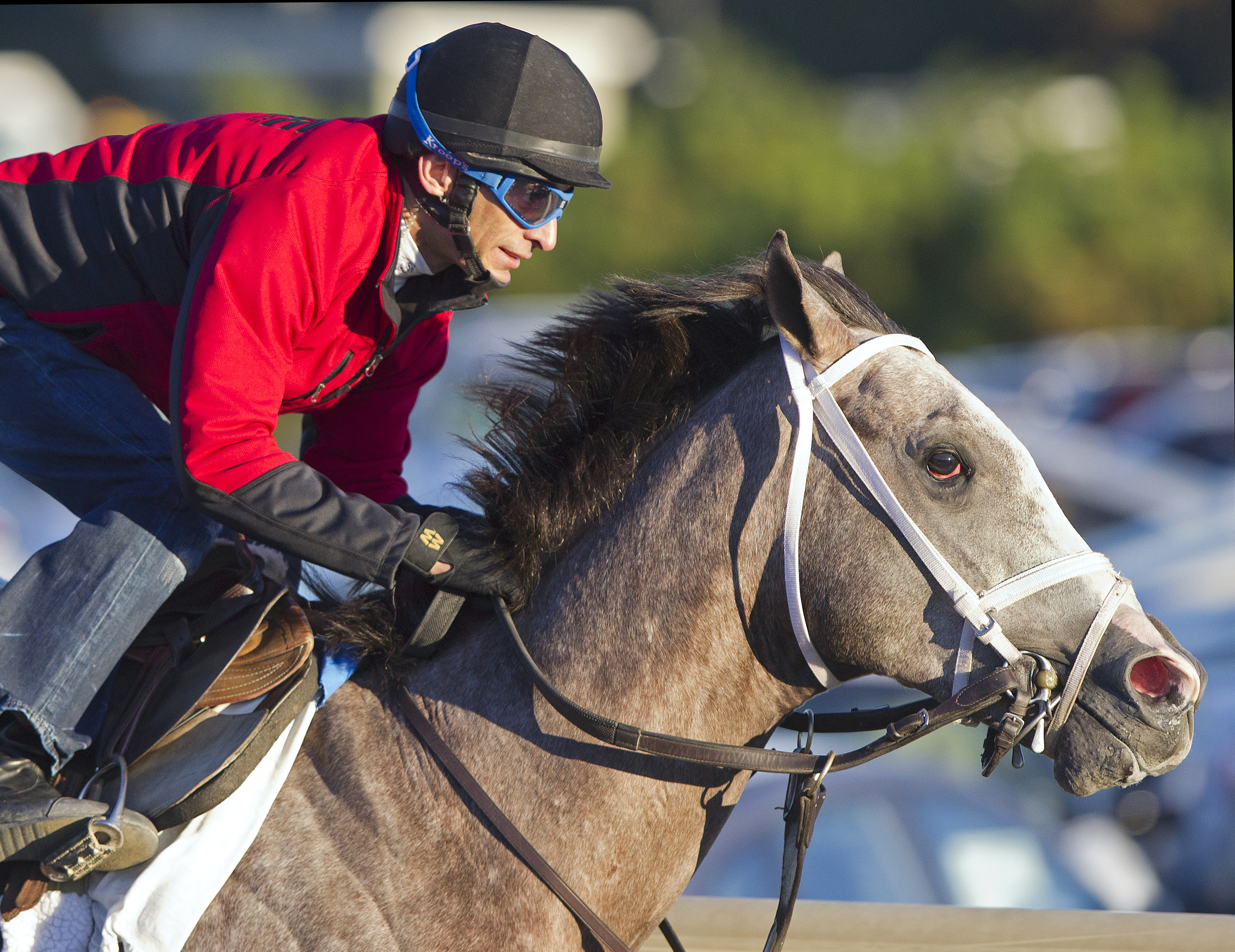 Havana at Belmont Park