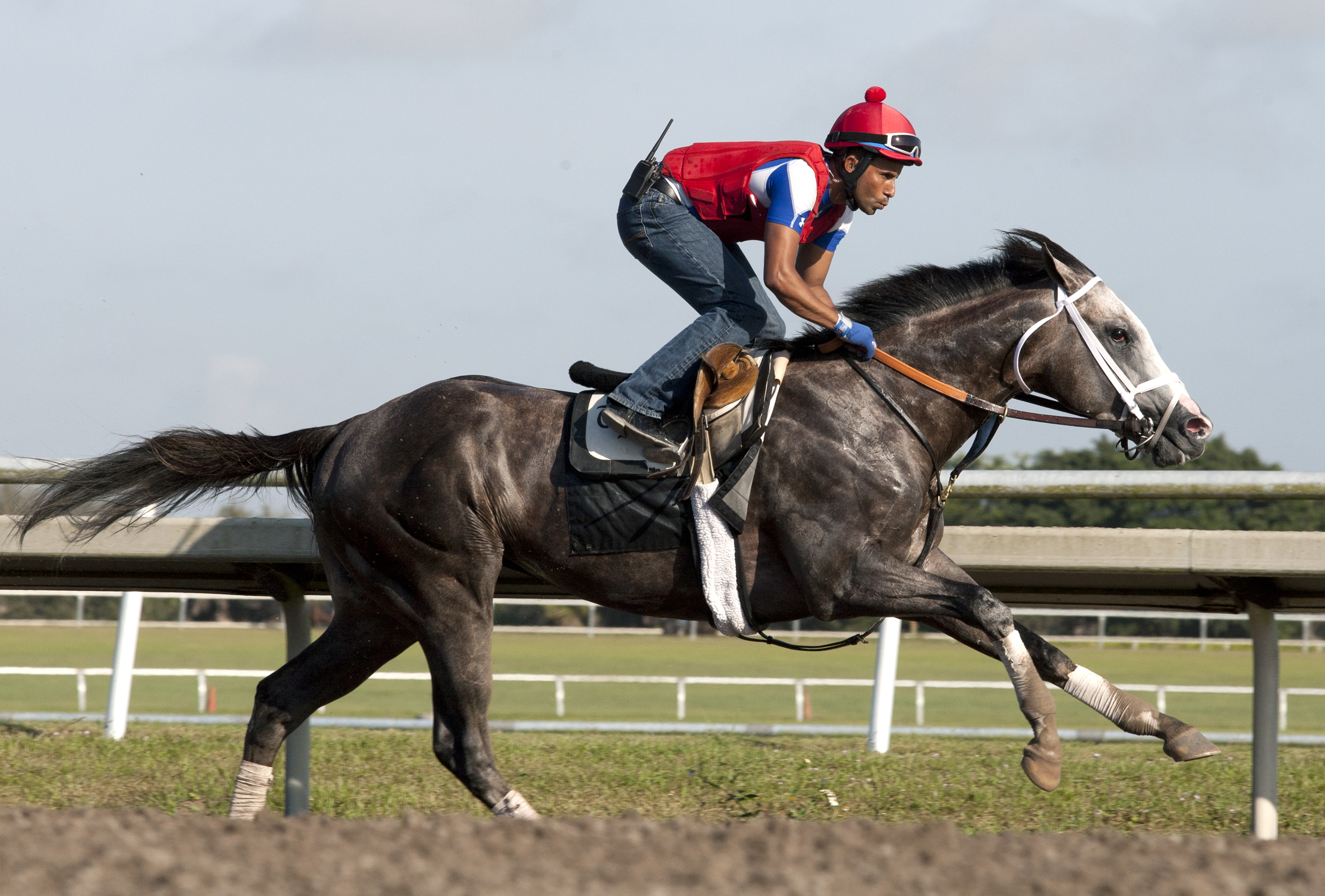 Havana trains at Palm Meadows on Feb. 23