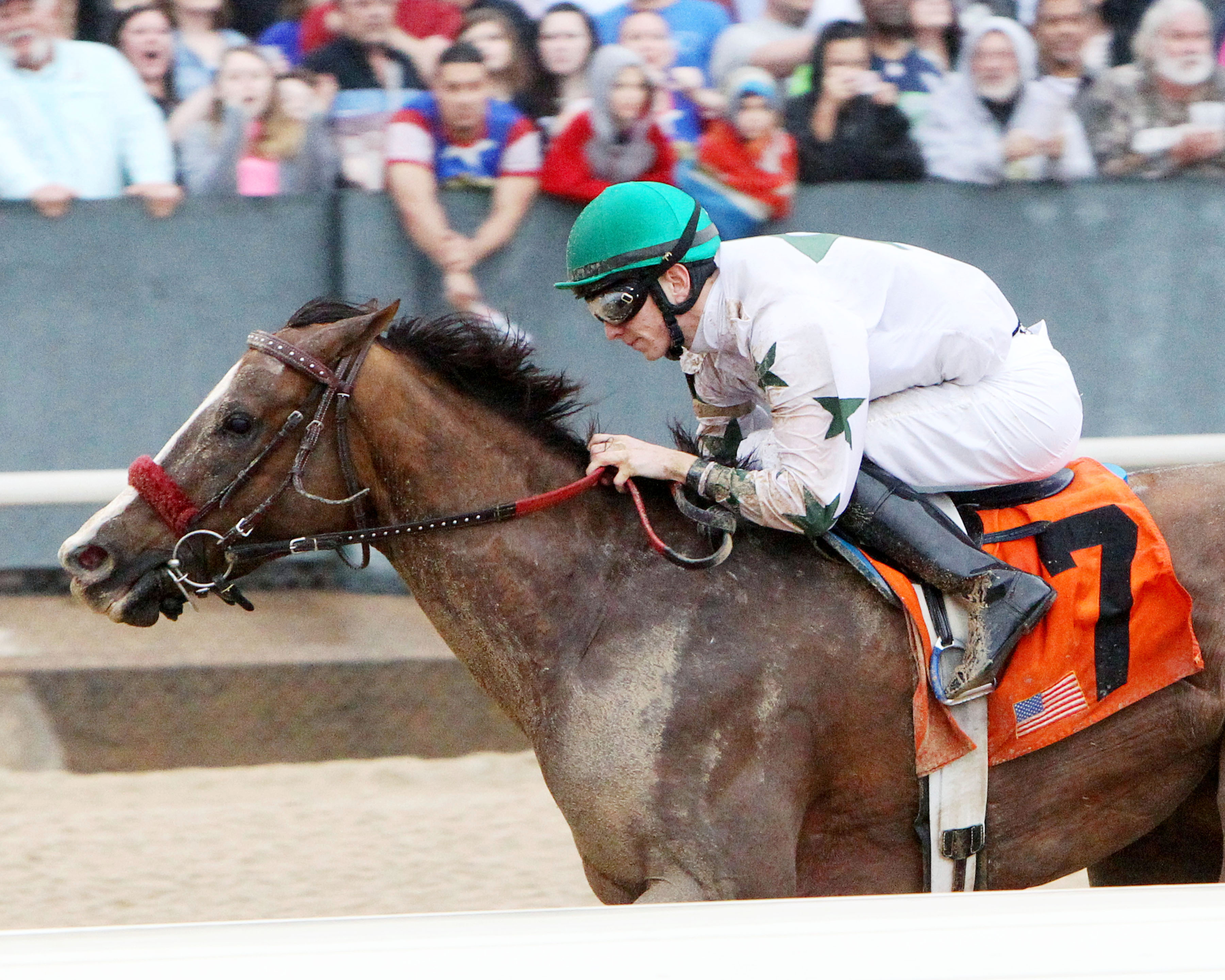 Haveyougoneaway wins the Spring Fever