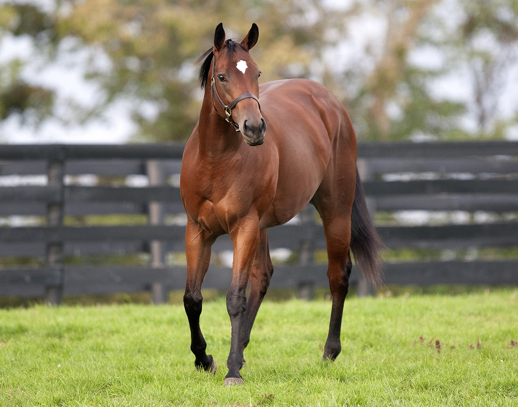 Havre de Grace at Taylor Made Farm